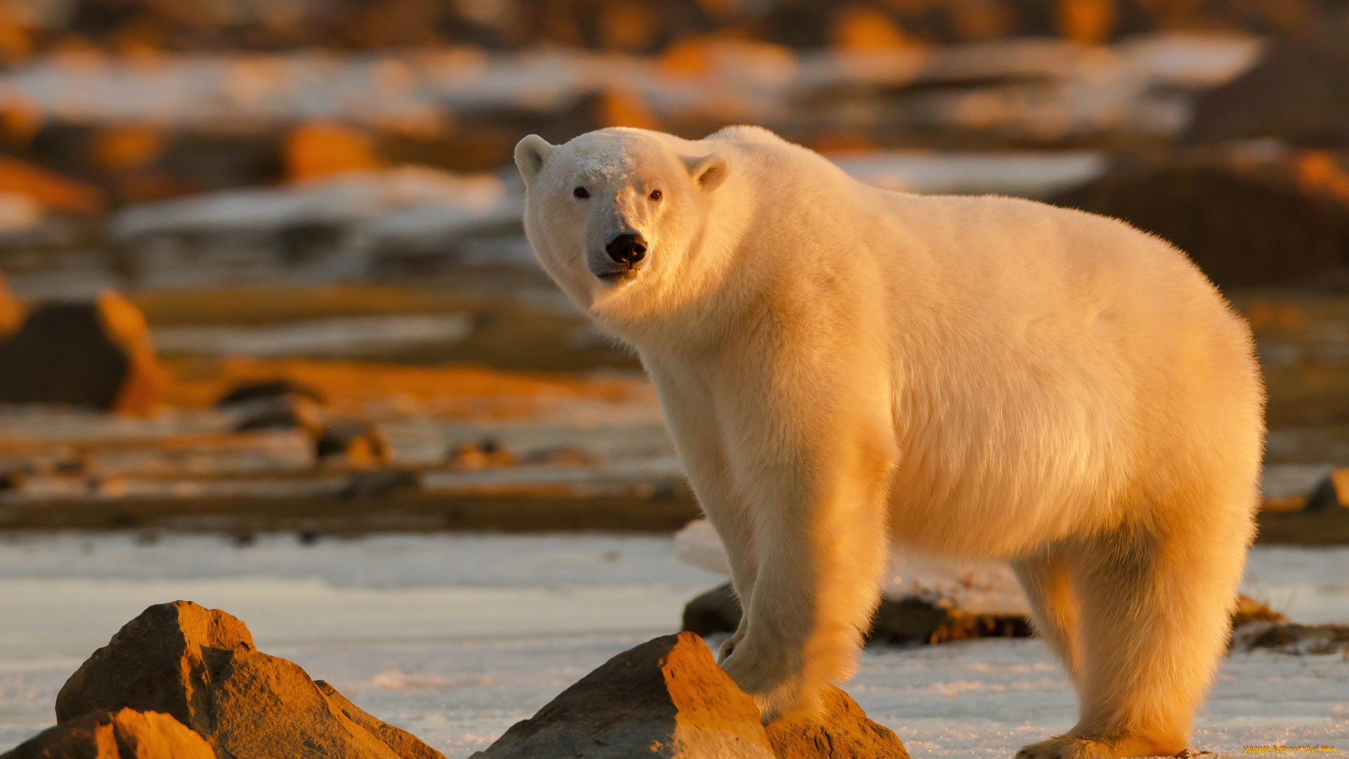 животные, медведи, белый, закат