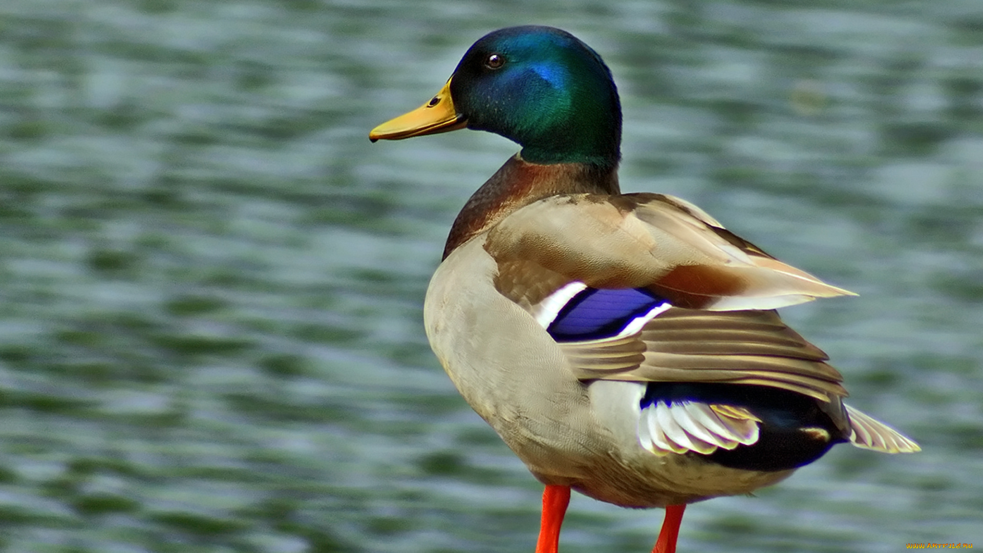 животные, утки, утка