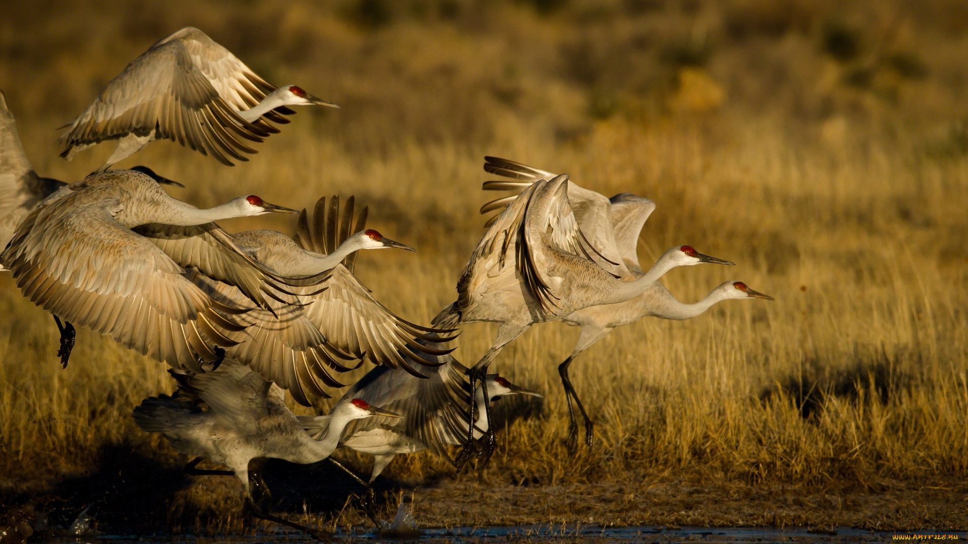 животные, журавли, крылья, полет, стая