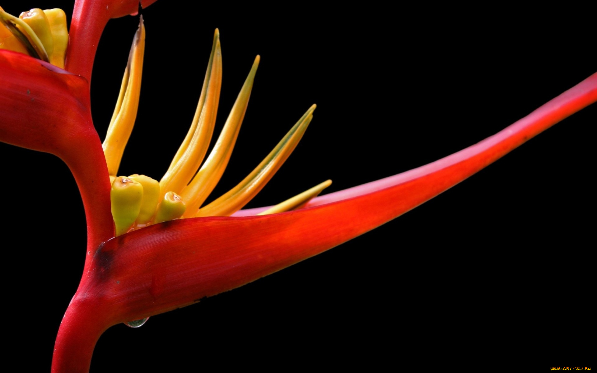 цветы, стрелиция, райская, птица, экзотика