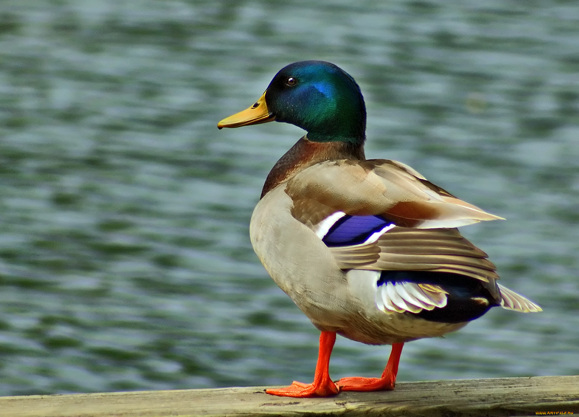 животные, утки, утка