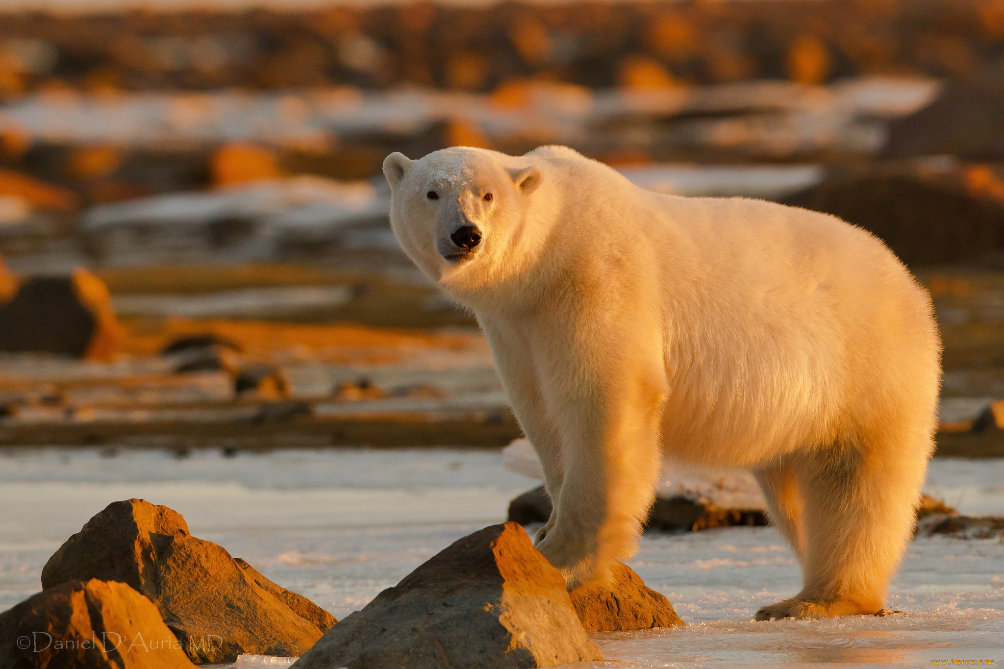 животные, медведи, белый, закат