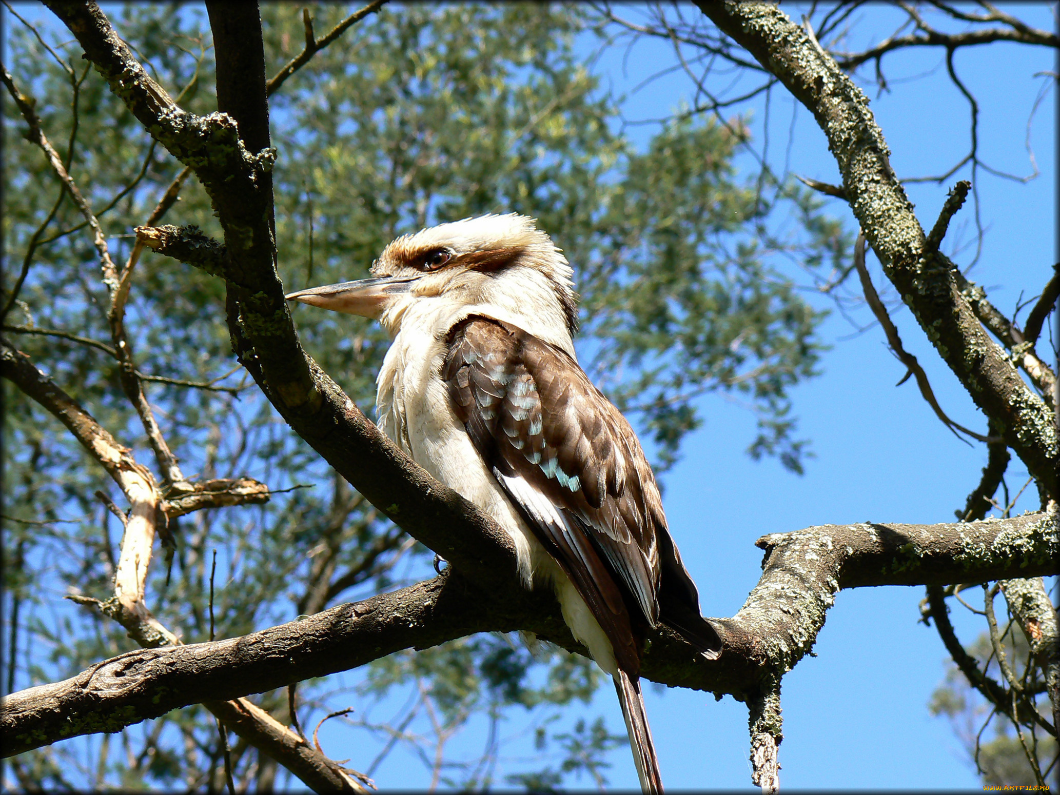 животные, птицы, дятел, ветка