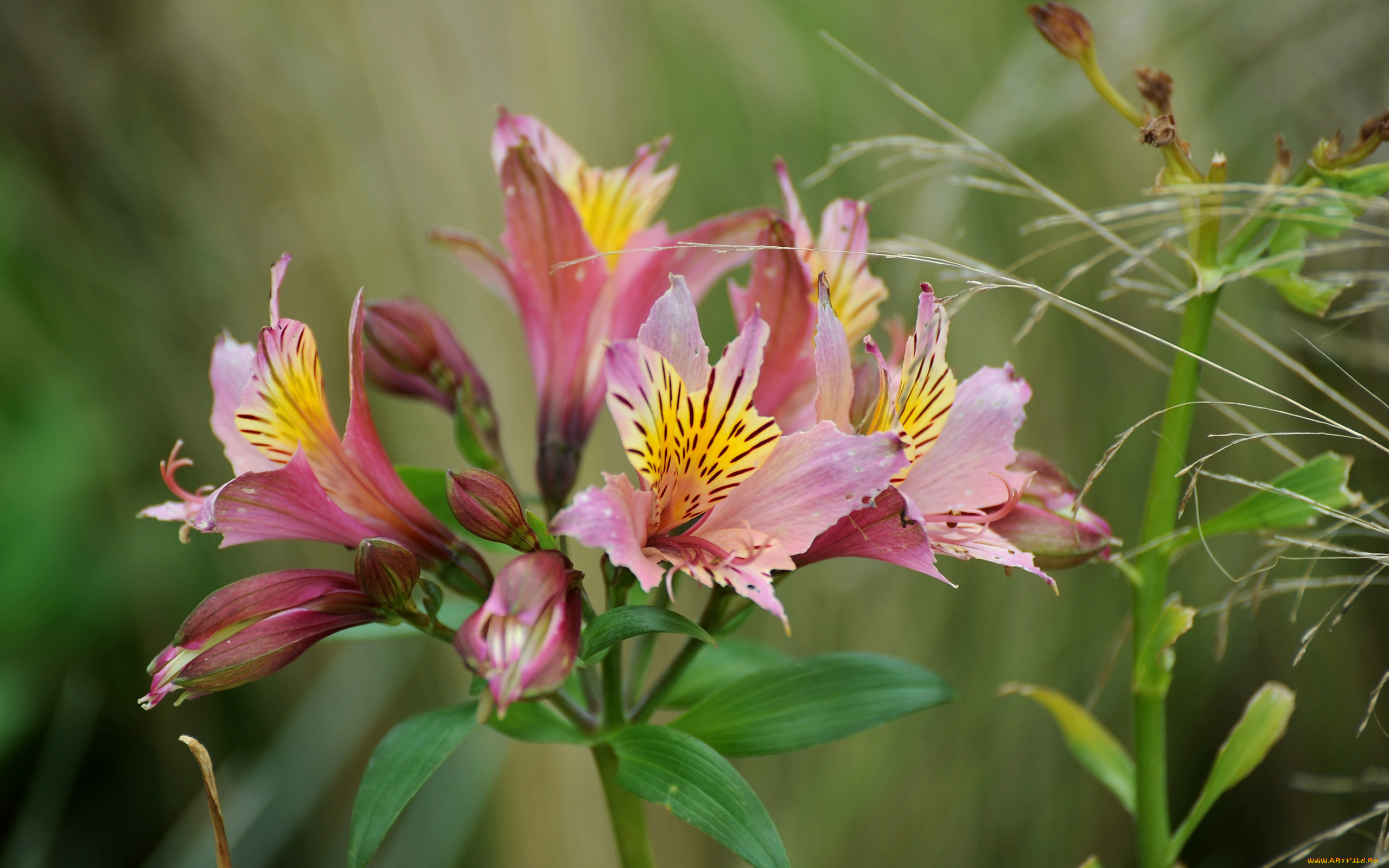 цветы, альстромерия, бутоны