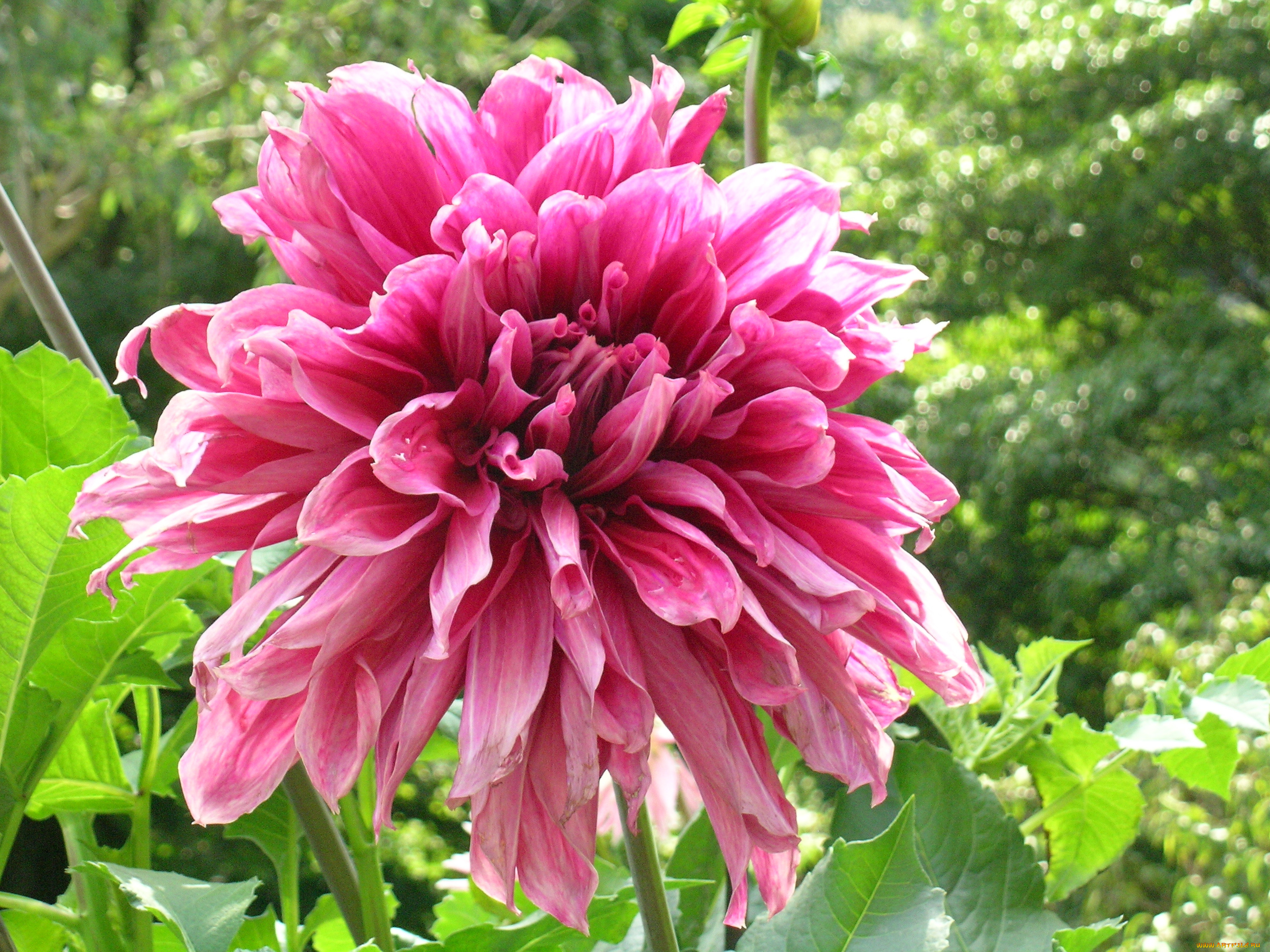 цветы, георгины