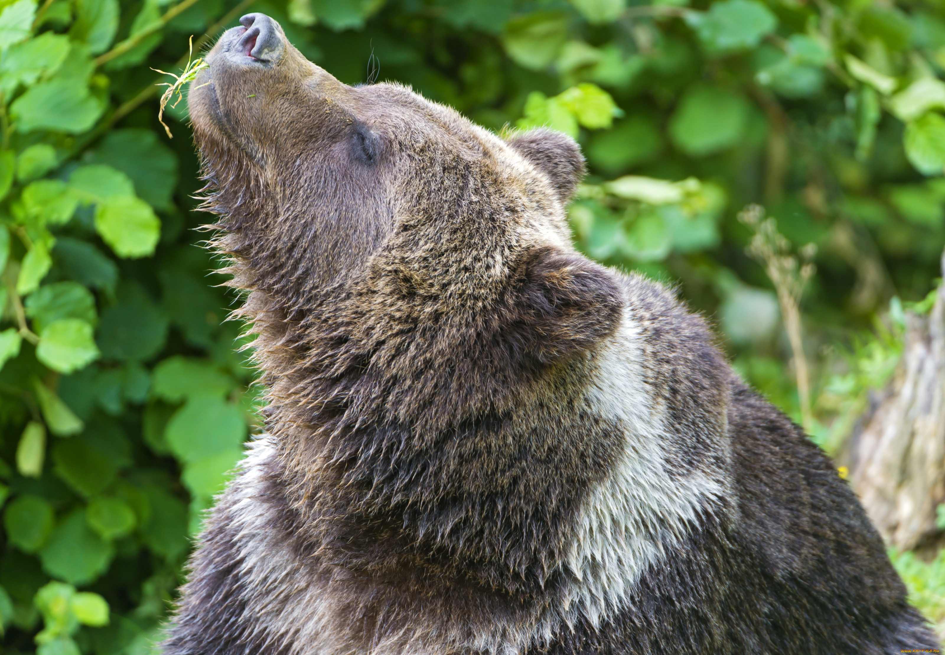 животные, медведи, мечтатель, морда, бурый