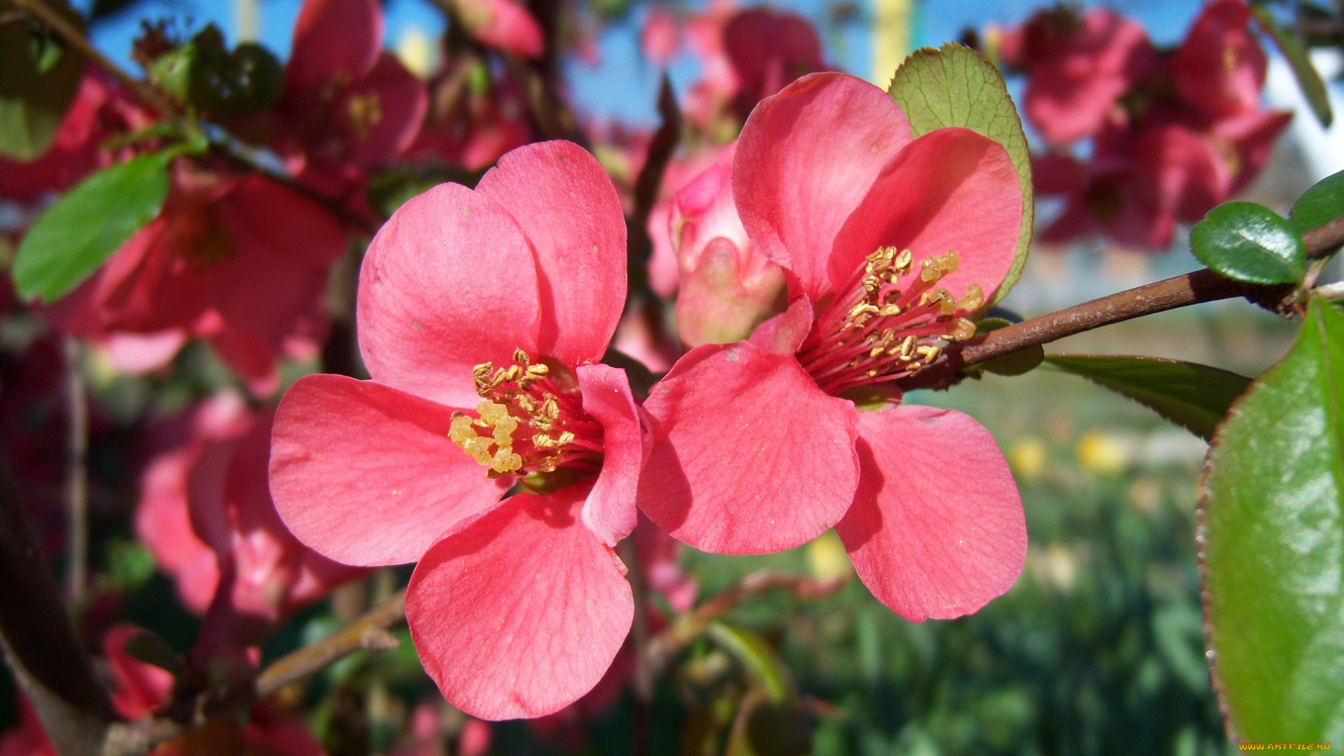 цветы, айва, розовые