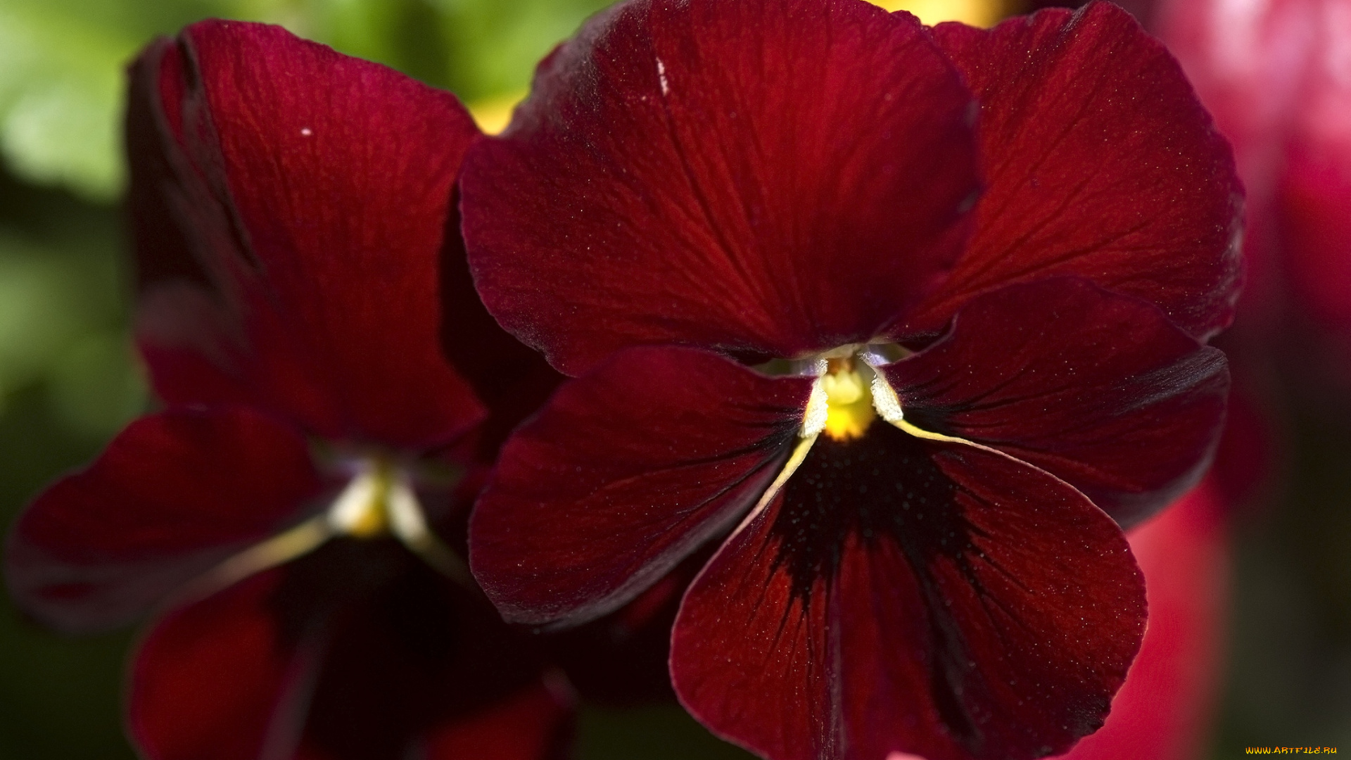 цветы, анютины, глазки, садовые, фиалки, бордо