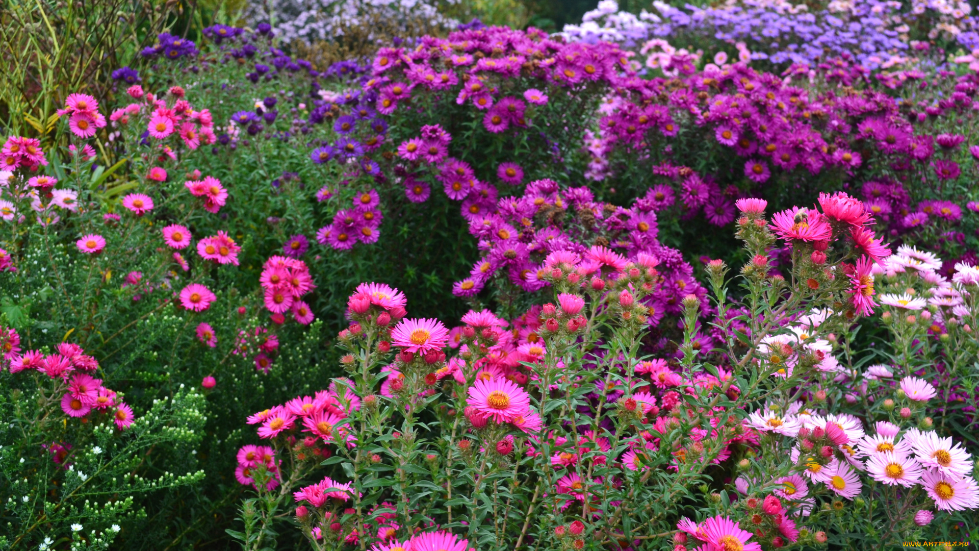 цветы, астры, сад