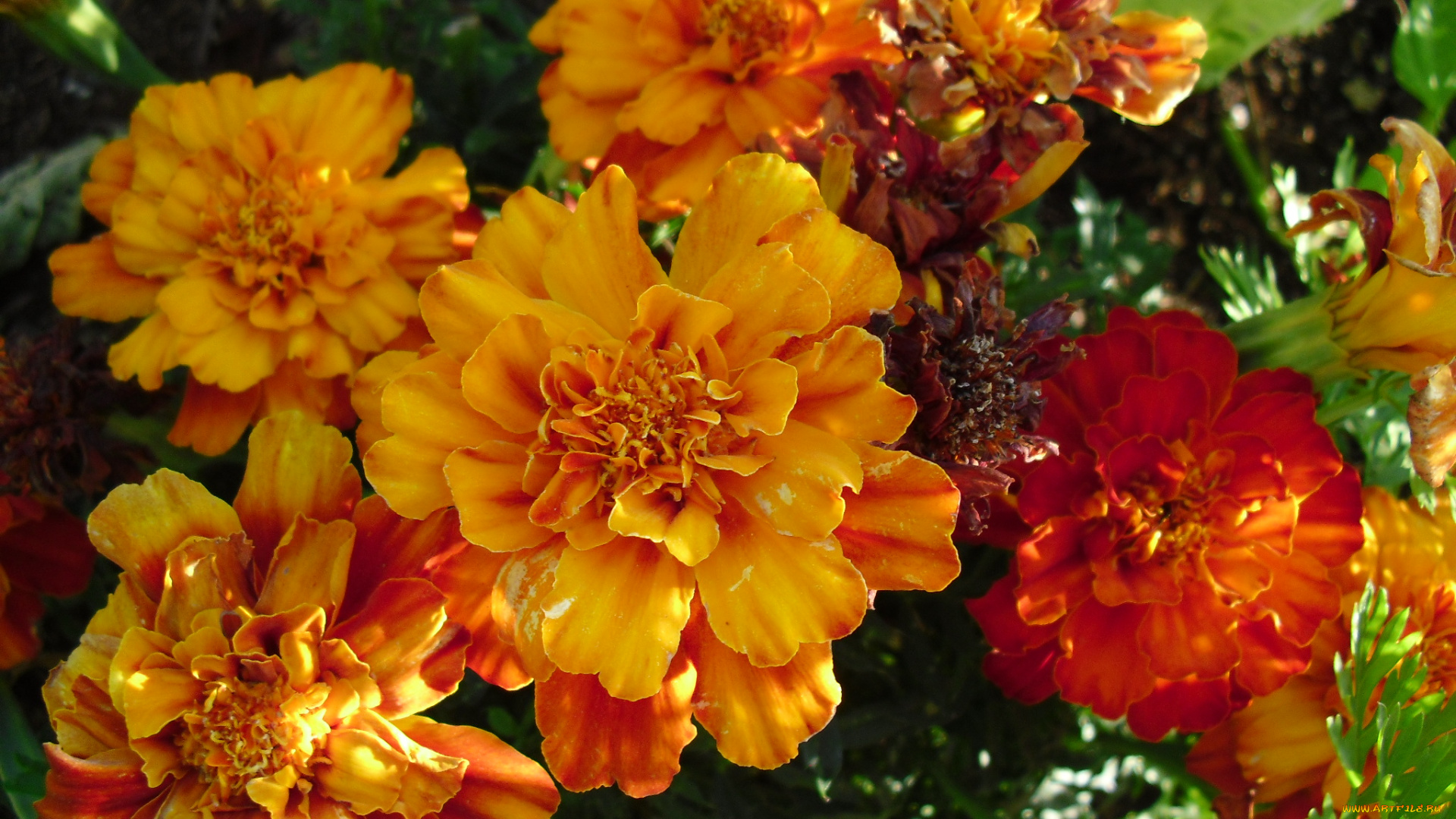 цветы, бархатцы, лепестки