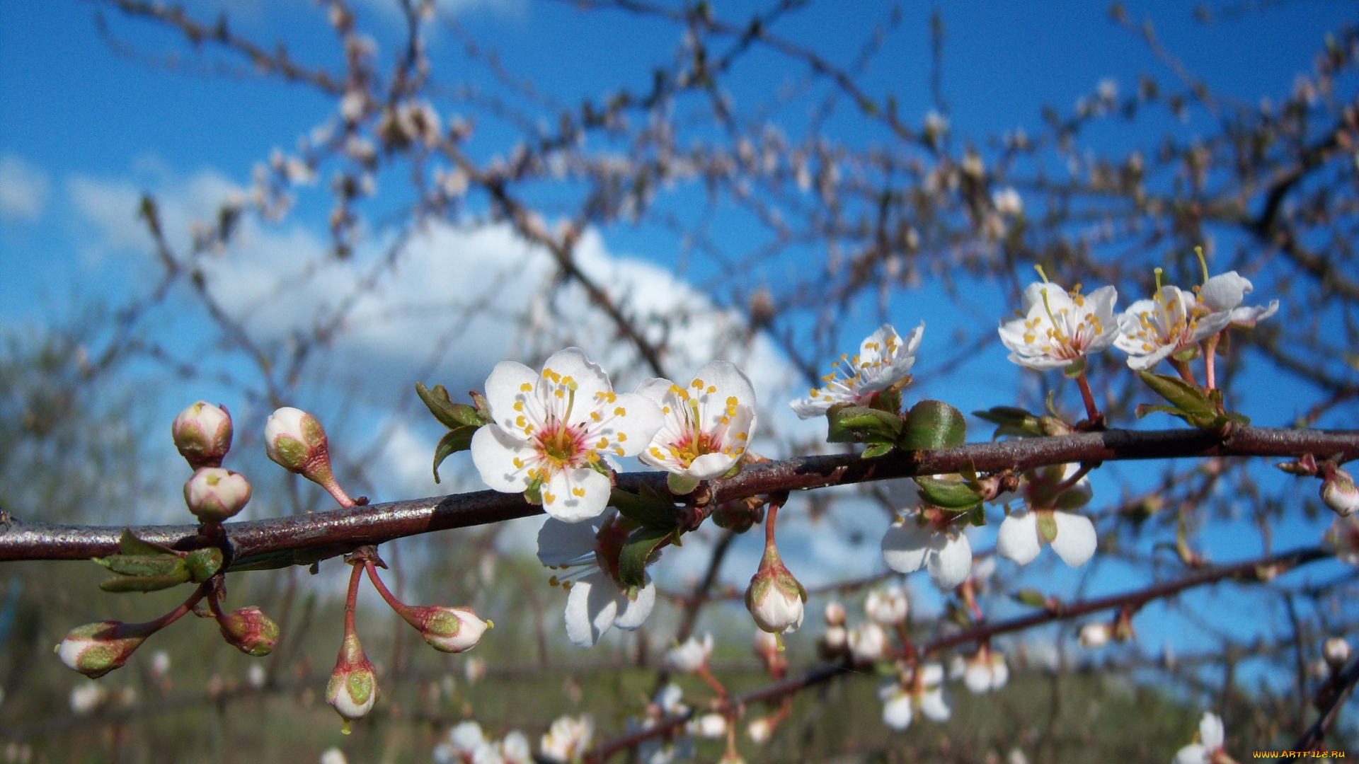 цветы, цветущие, деревья, кустарники, красная, алыча