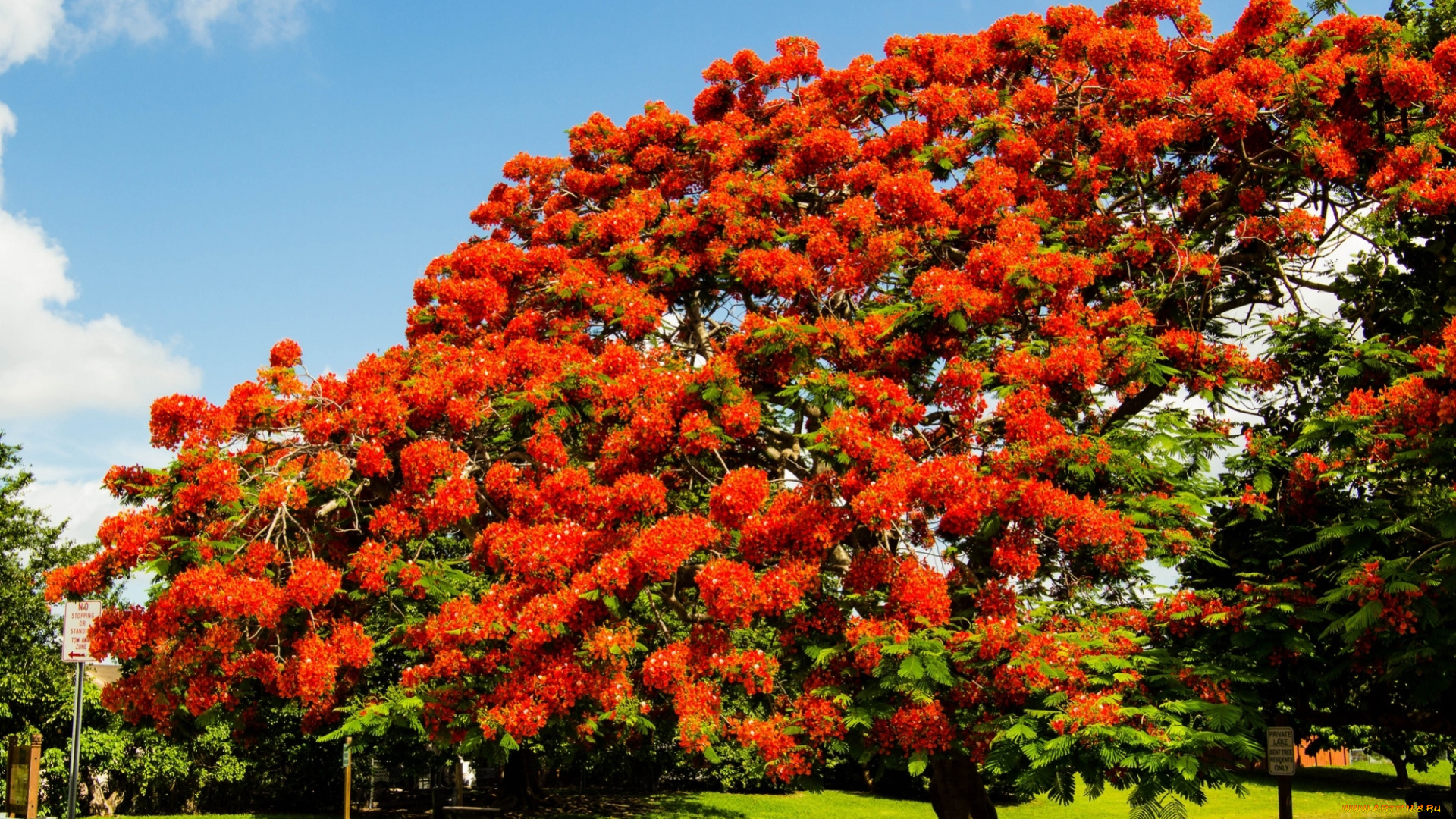 цветы, делоникс, королевский, огненное, дерево