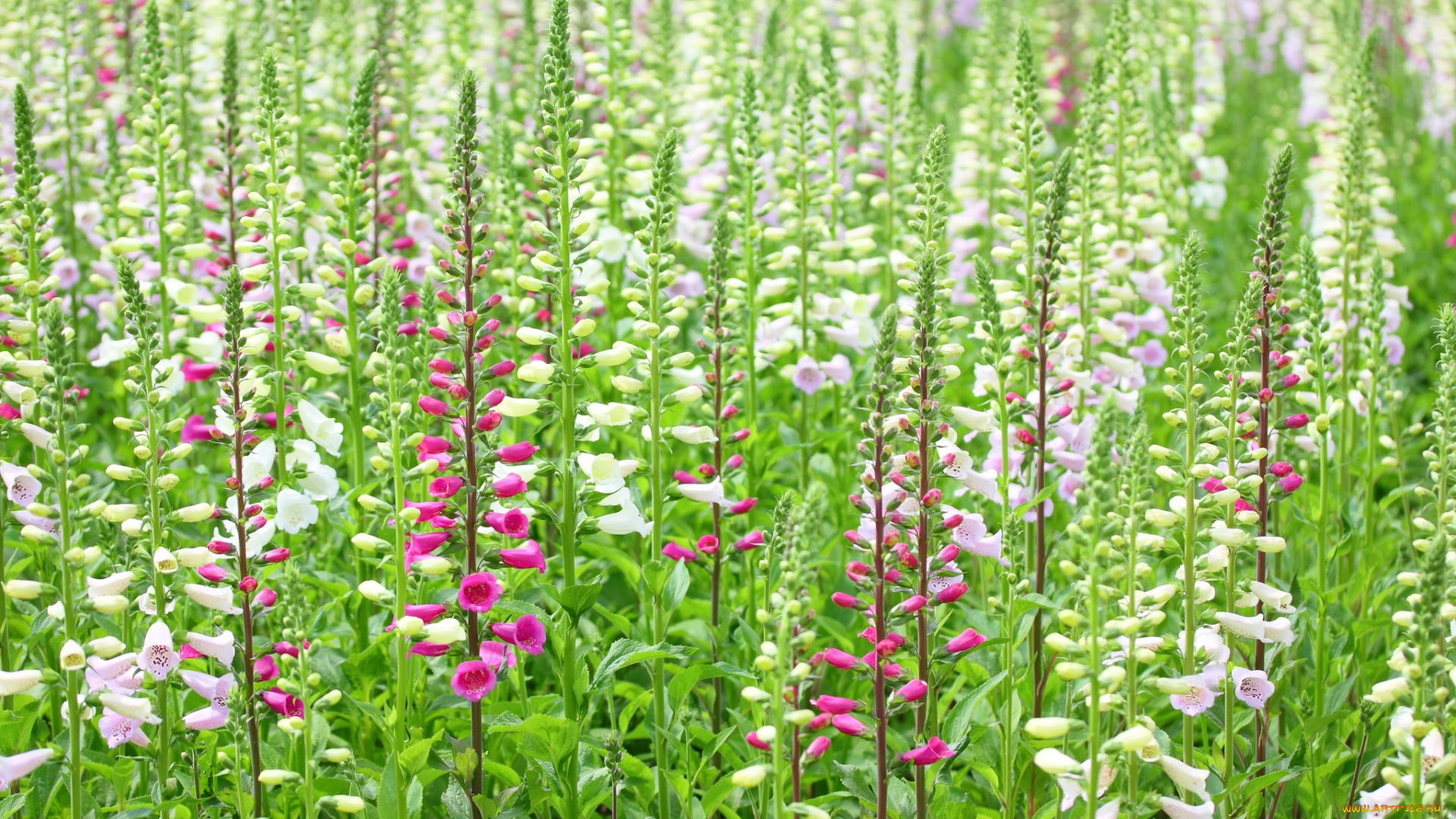 цветы, дигиталис, наперстянка, много