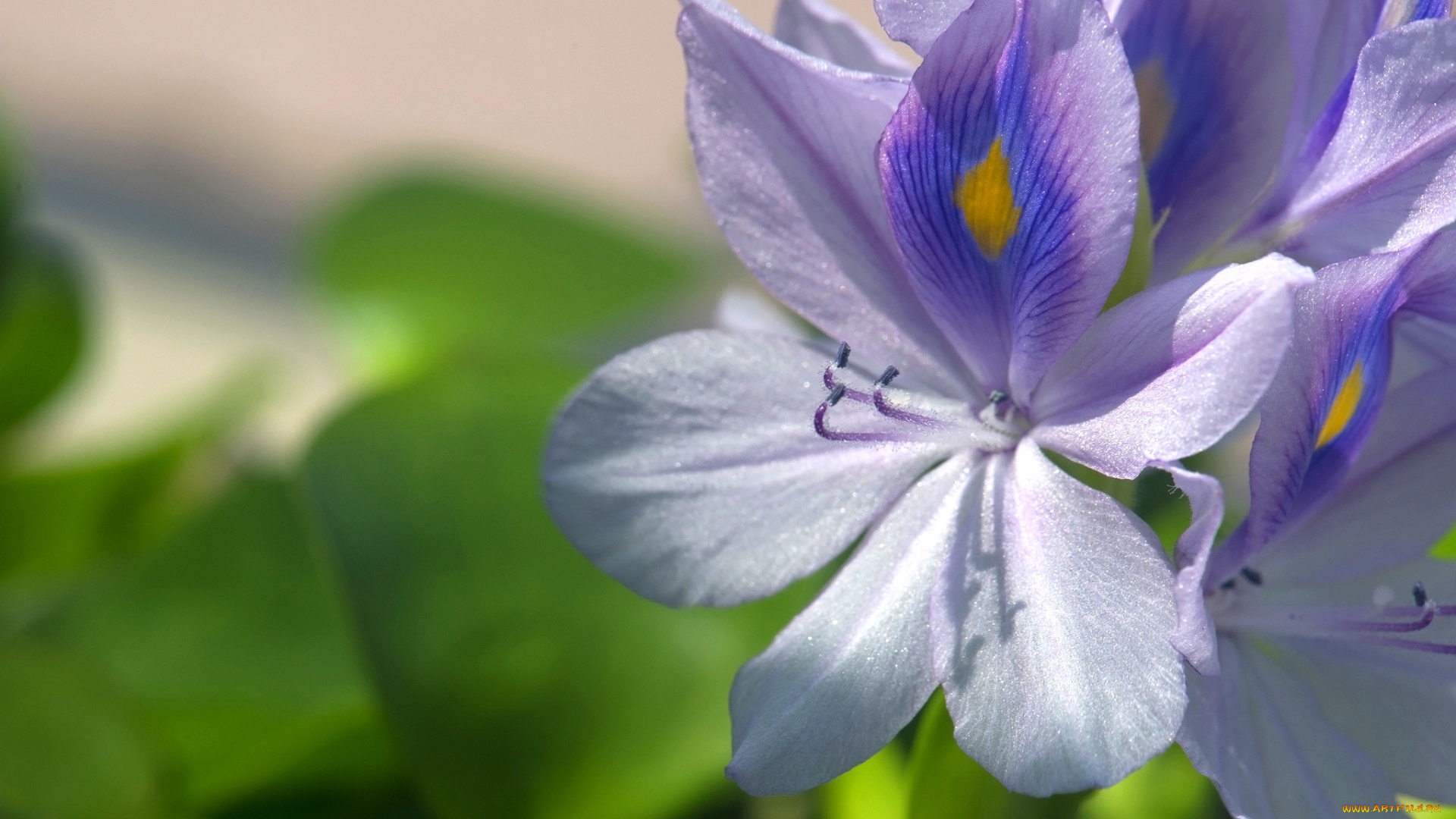 цветы, гиацинты, водяной, гиацинт, макро