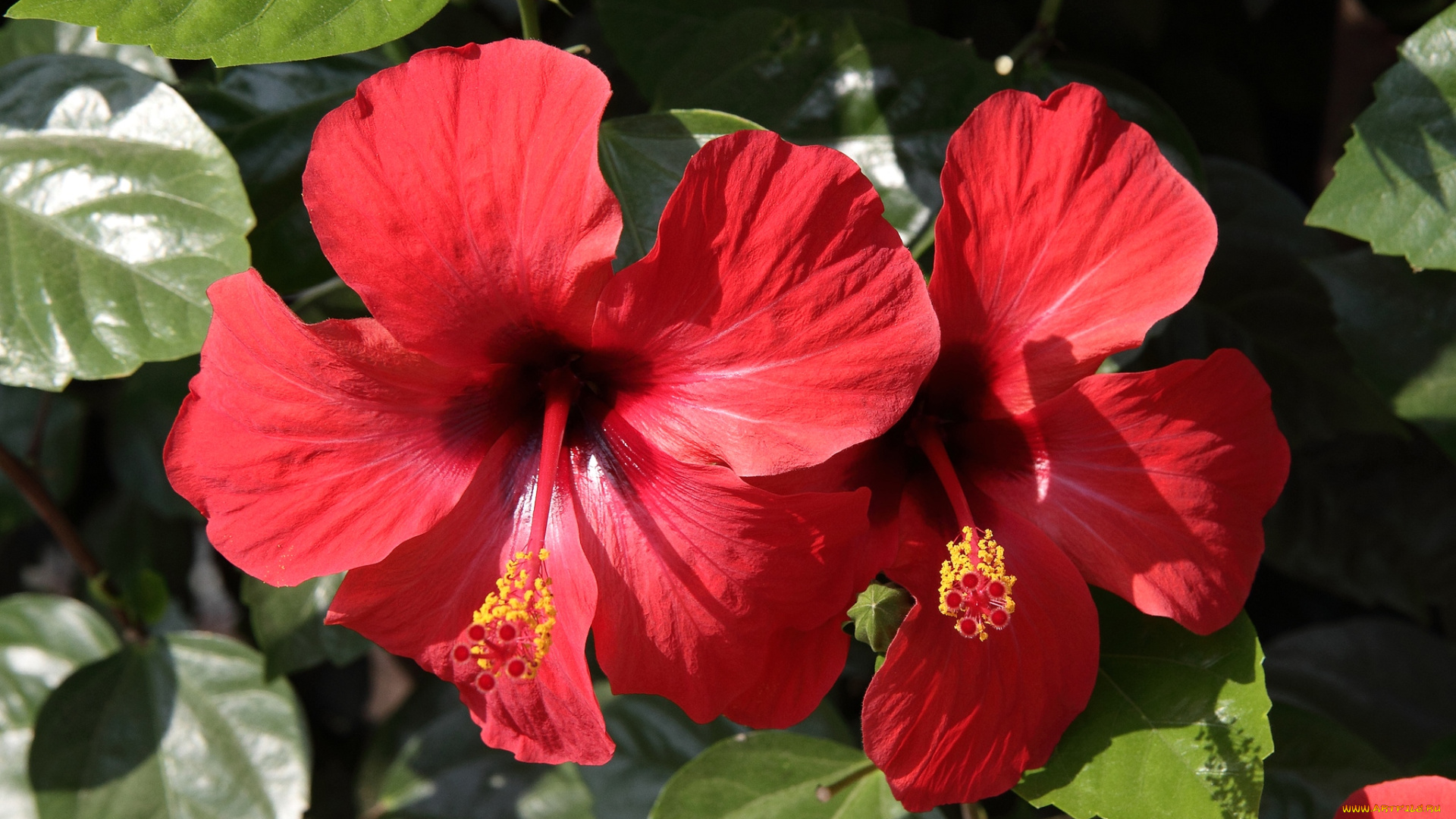 цветы, гибискусы, дуэт