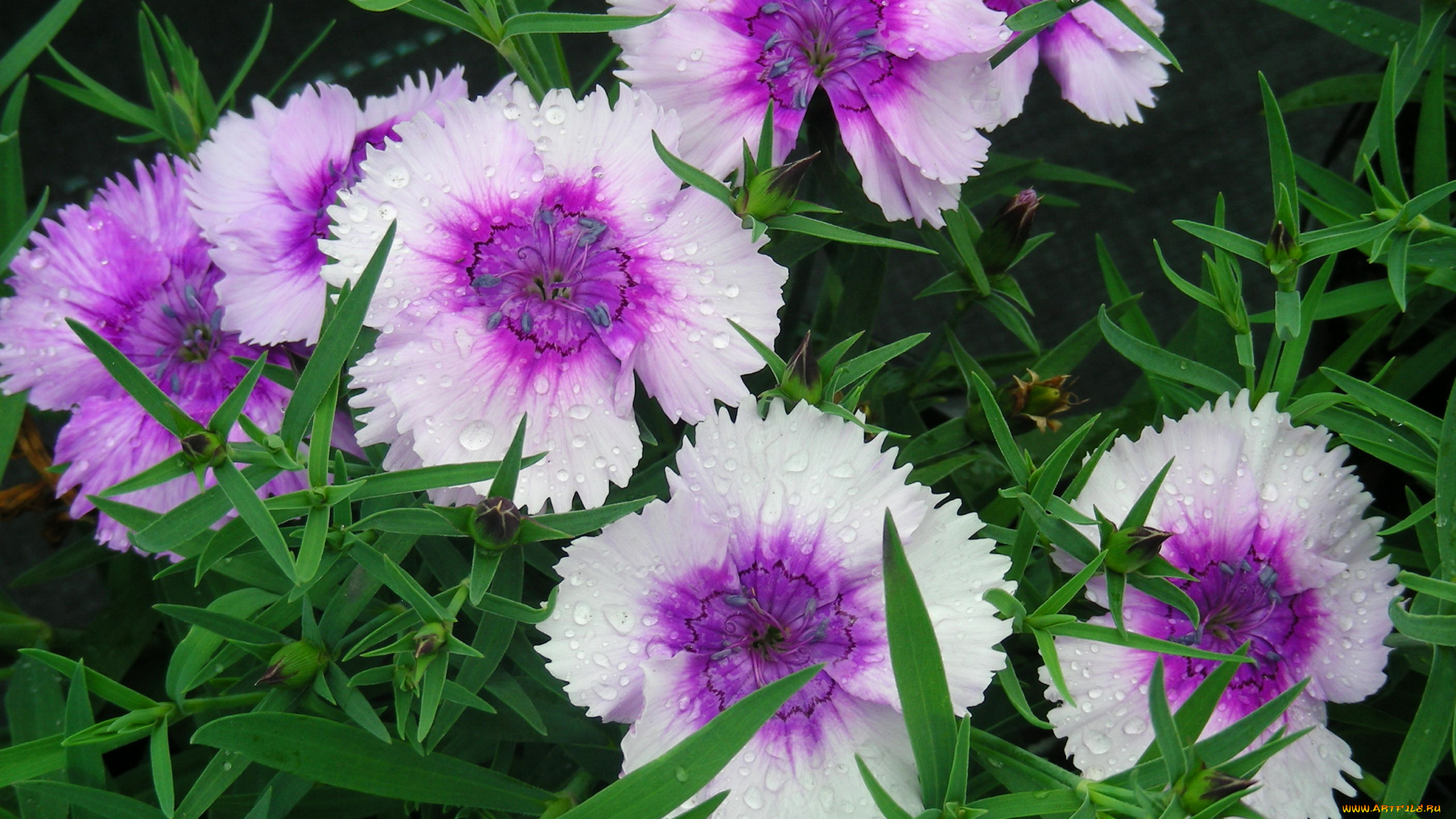 цветы, гвоздики, сад