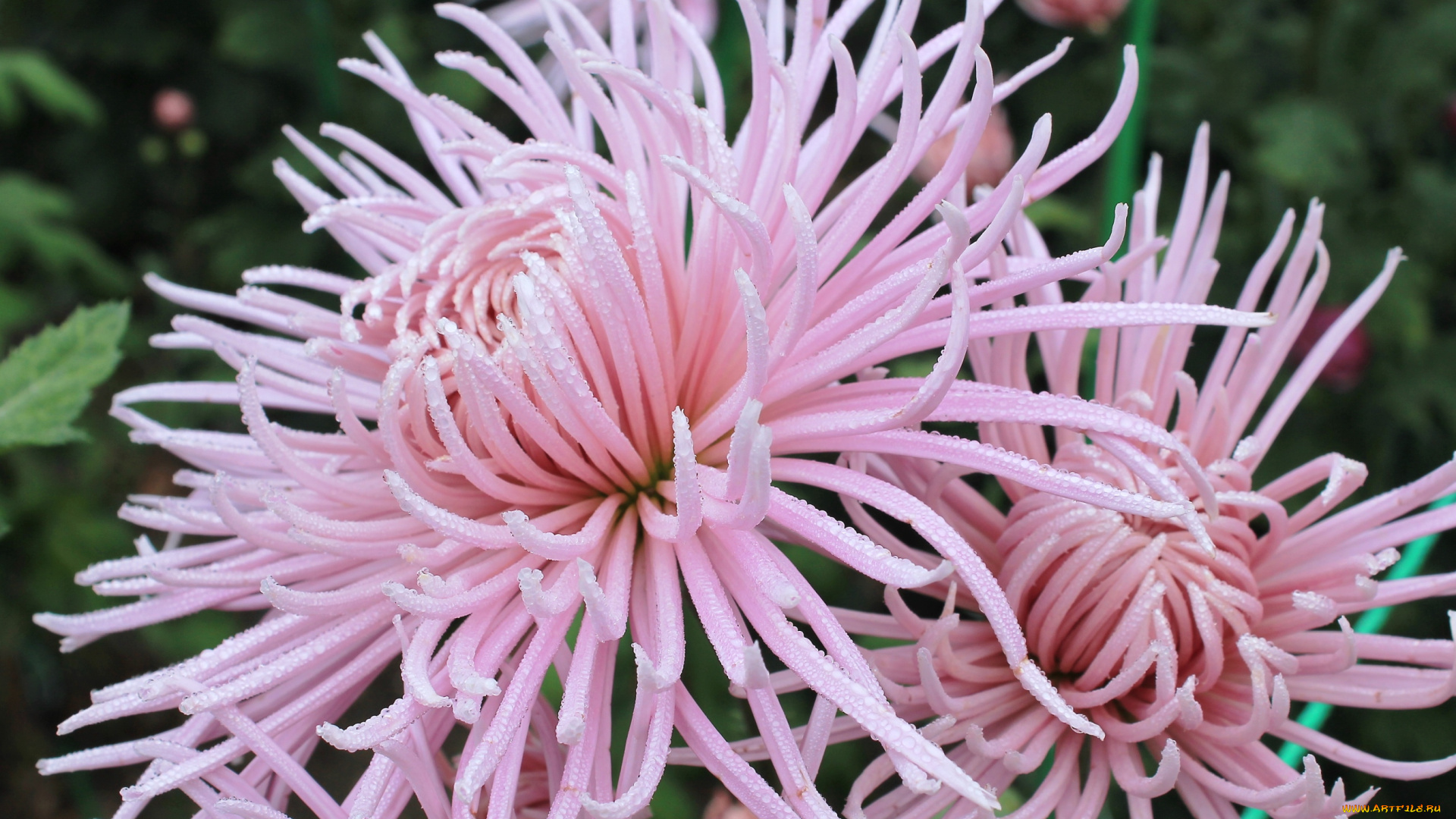 цветы, хризантемы, розовый