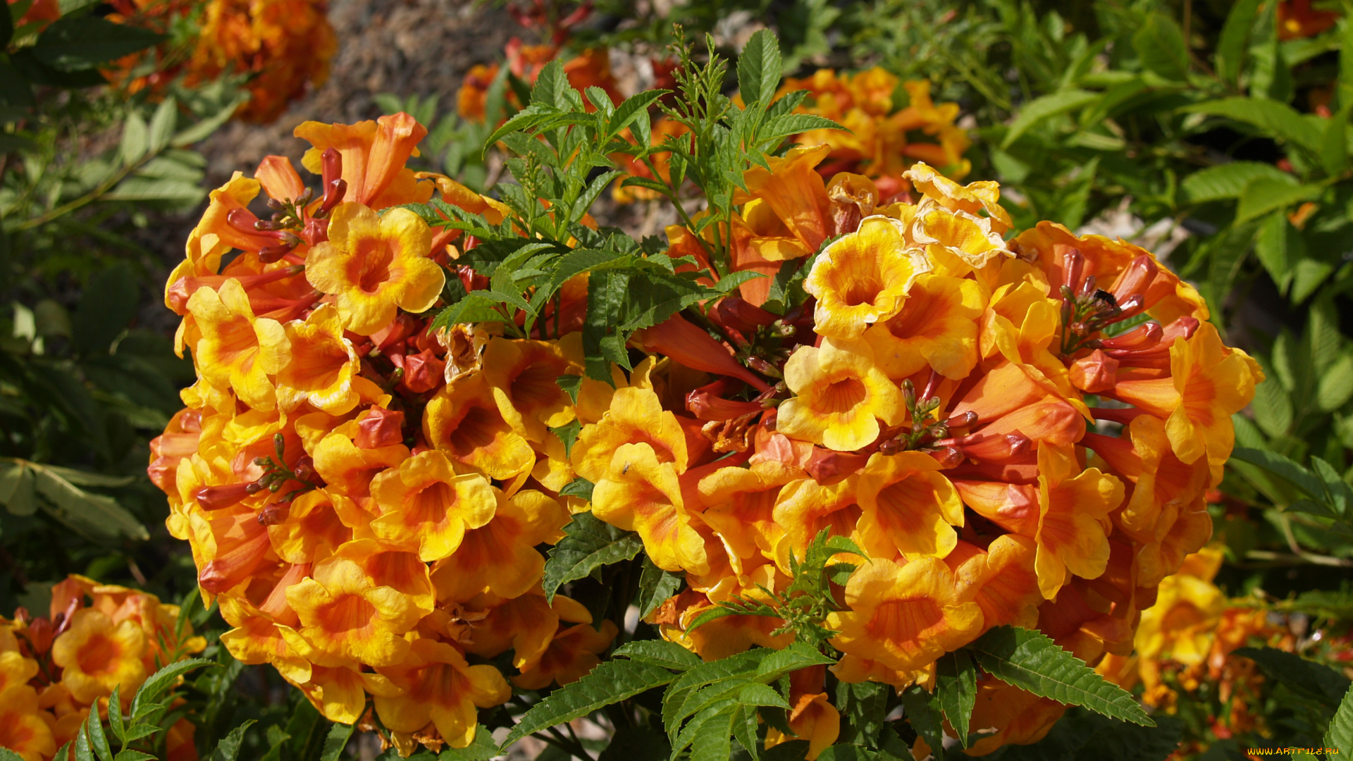 цветы, кампсис, текома