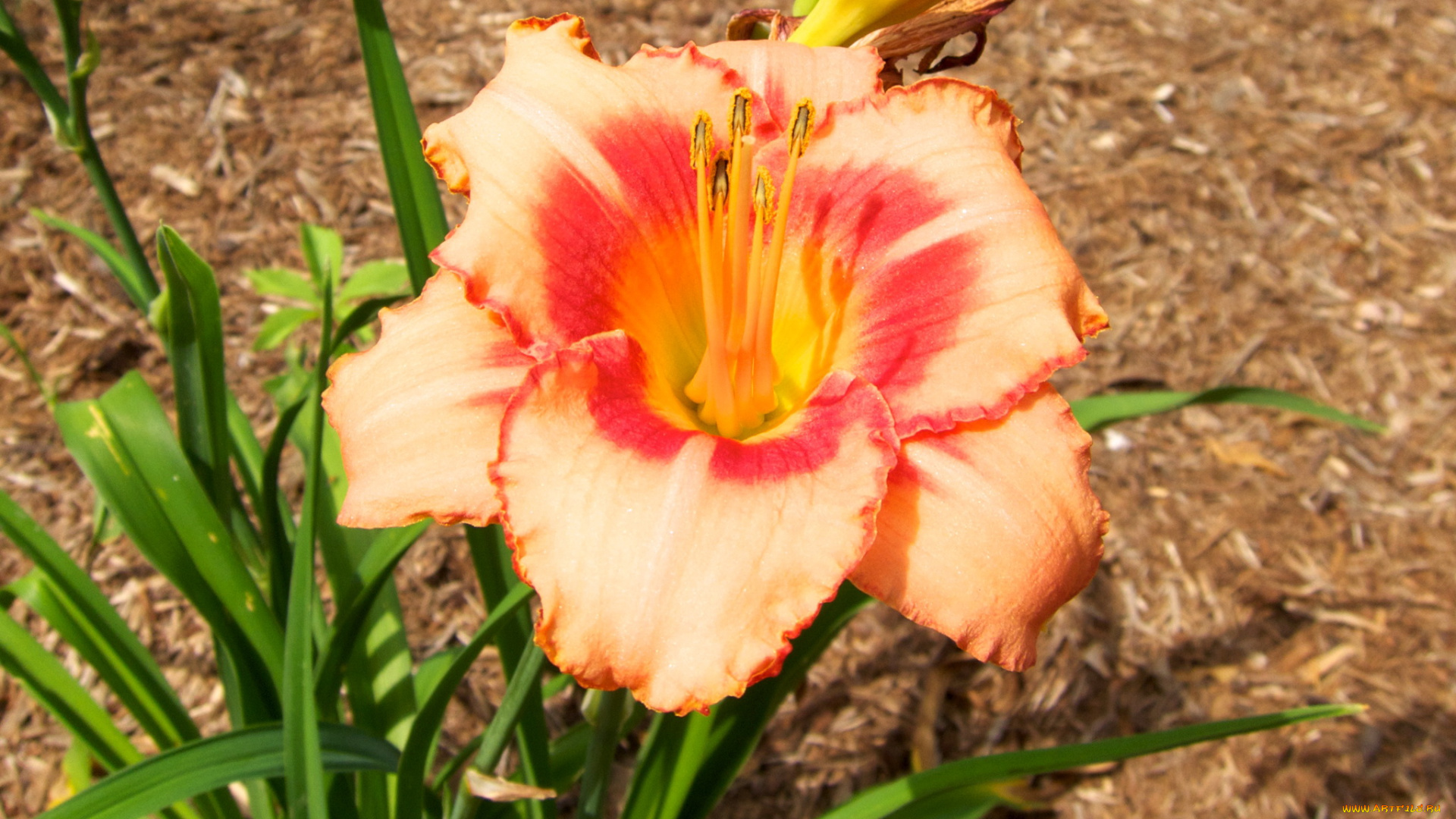 цветы, лилии, лилейники, лилейник