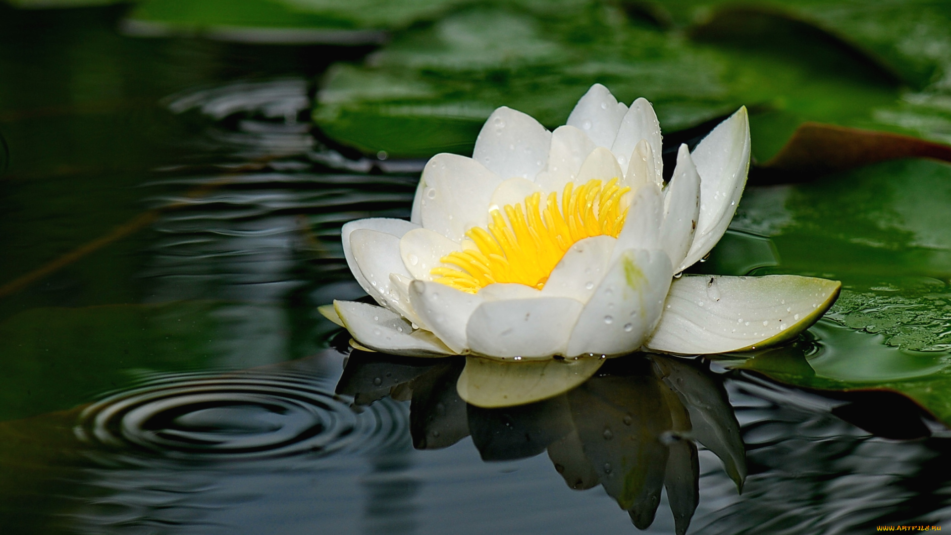 цветы, лилии, водяные, нимфеи, кувшинки, белый