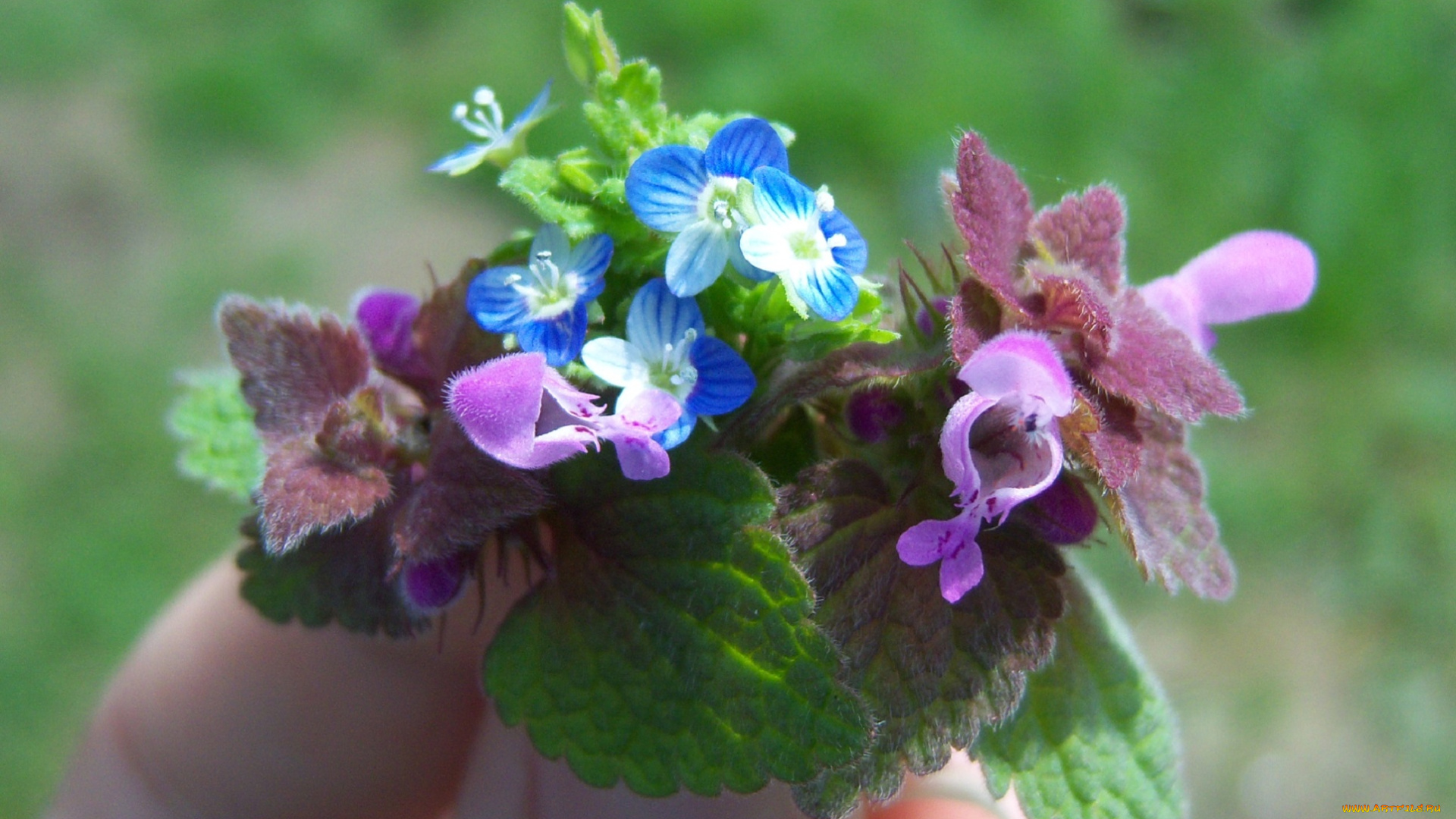 цветы, луговые, полевые, букетик
