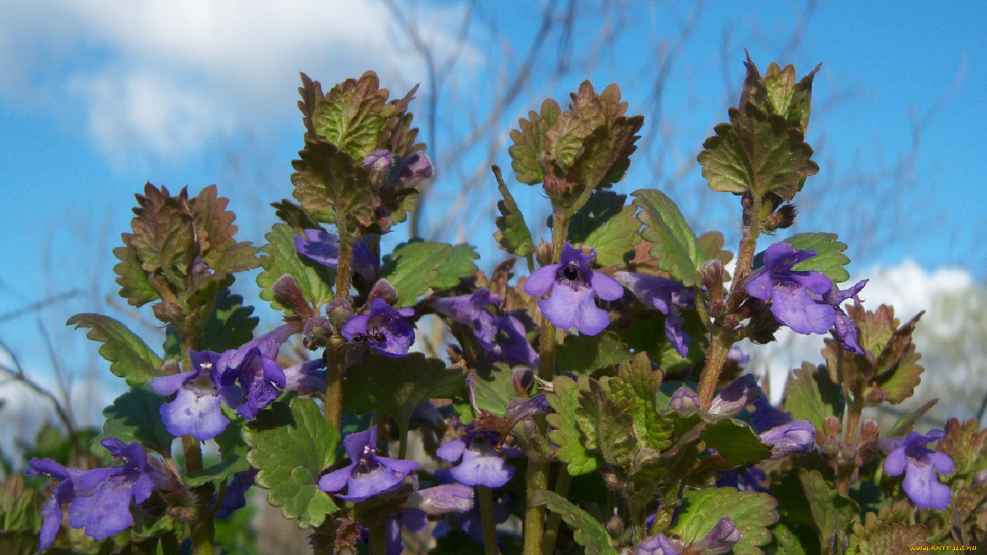 цветы, луговые, полевые, фиолетовые