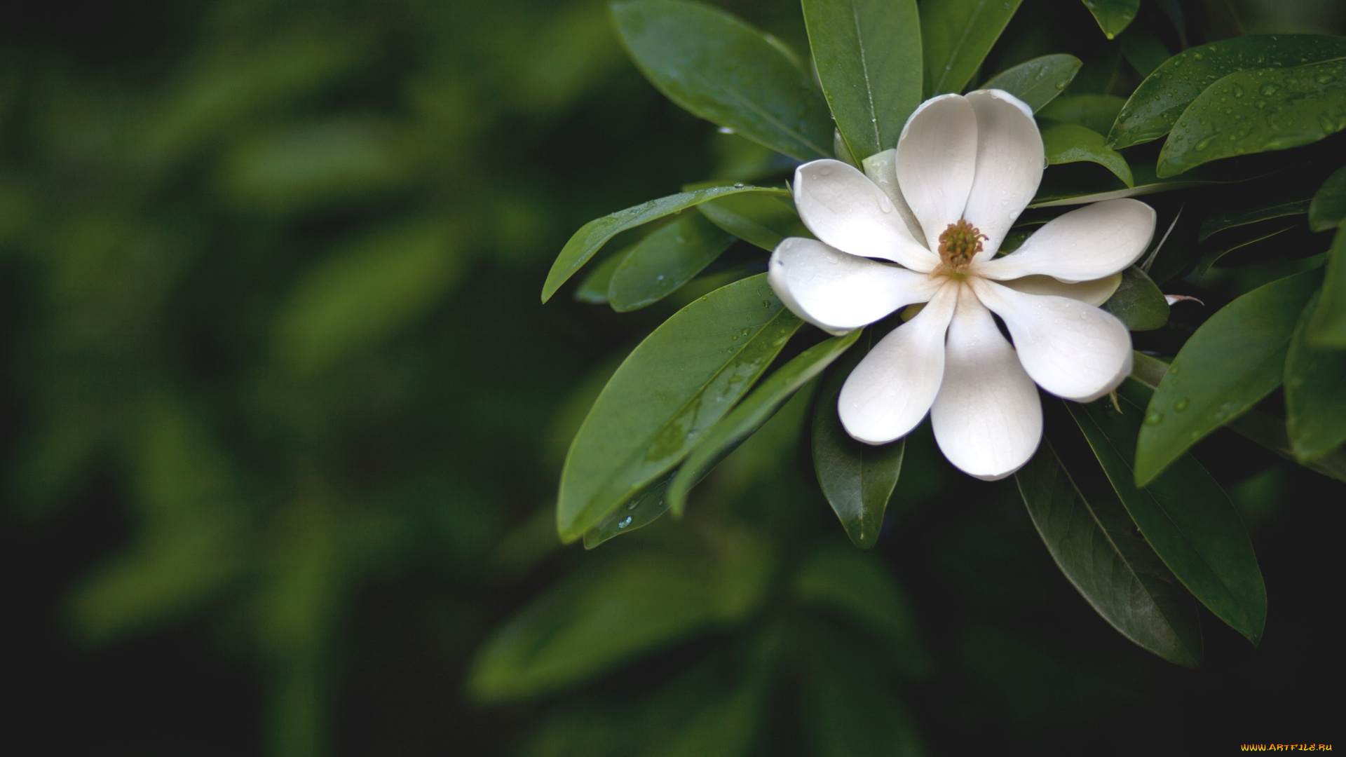 цветы, магнолии, белый