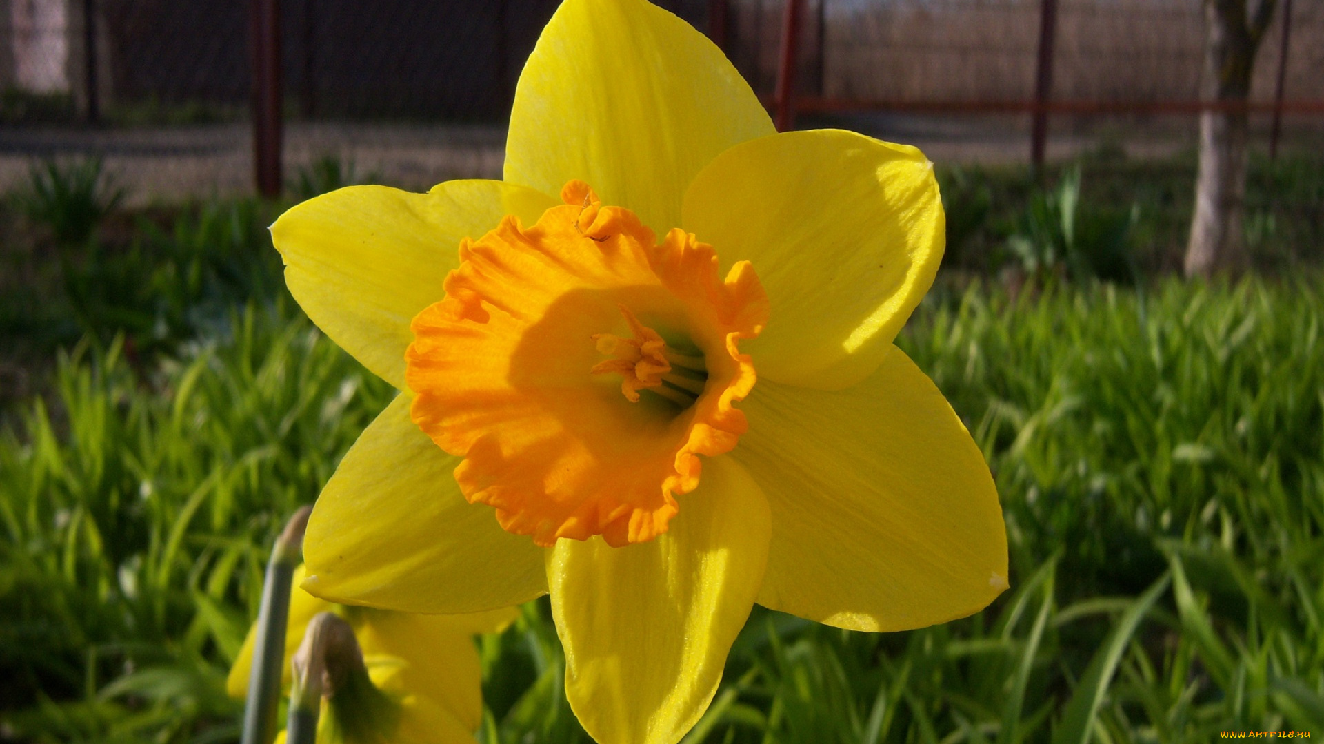 цветы, нарциссы, желтый, нарцисс