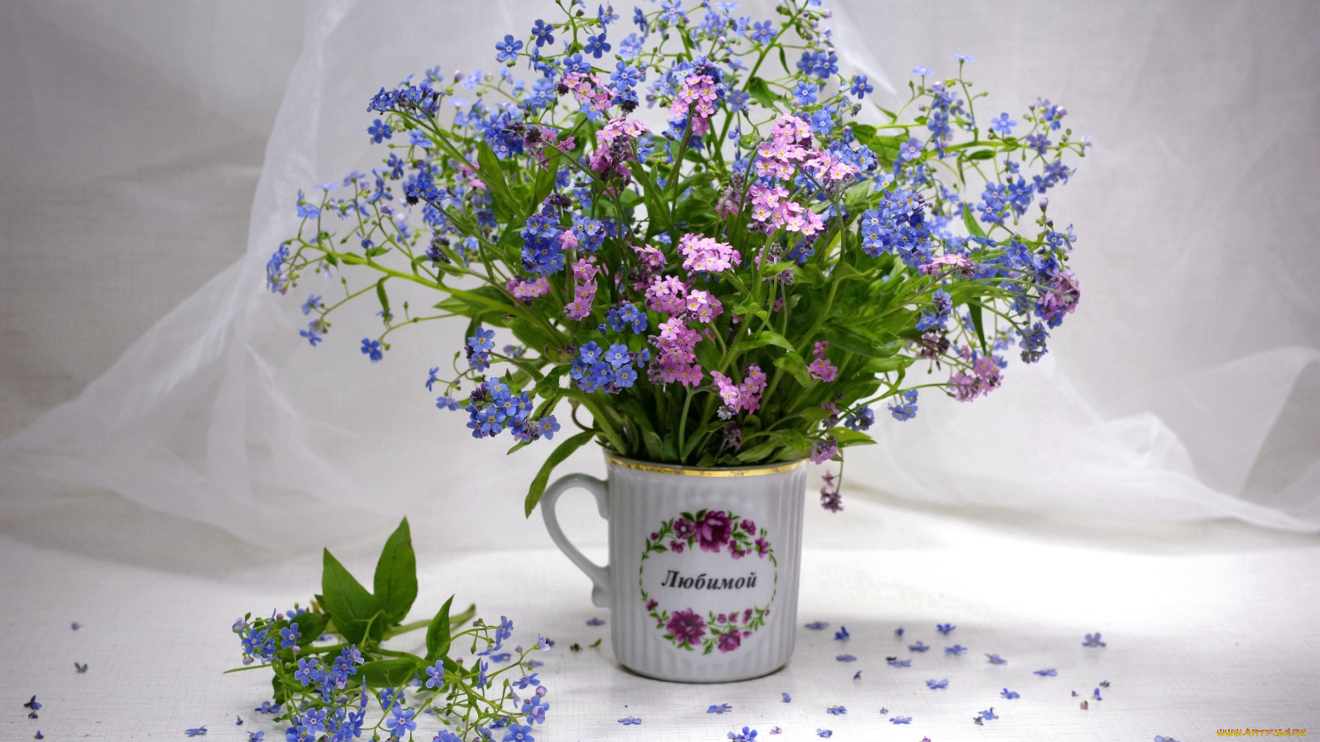 цветы, незабудки, букет