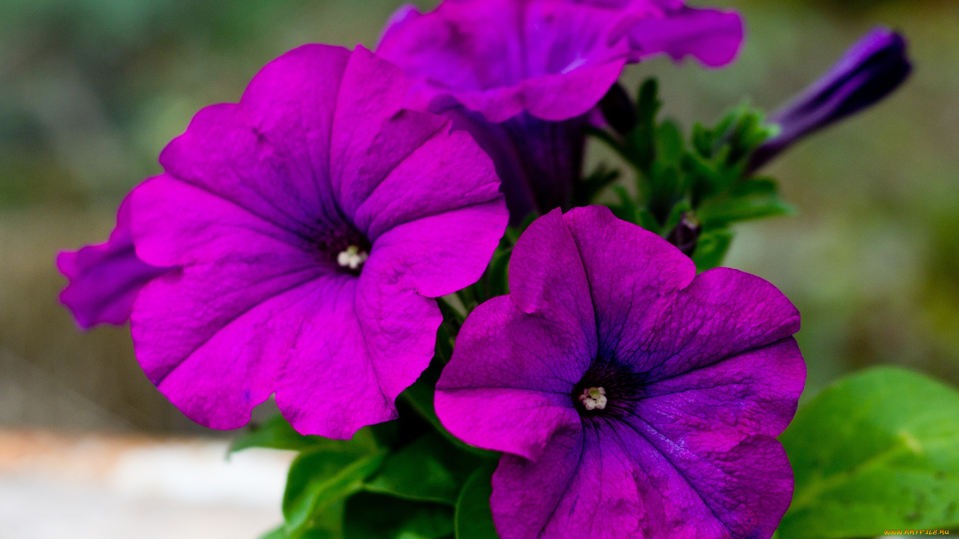 цветы, петунии, калибрахоа, макро