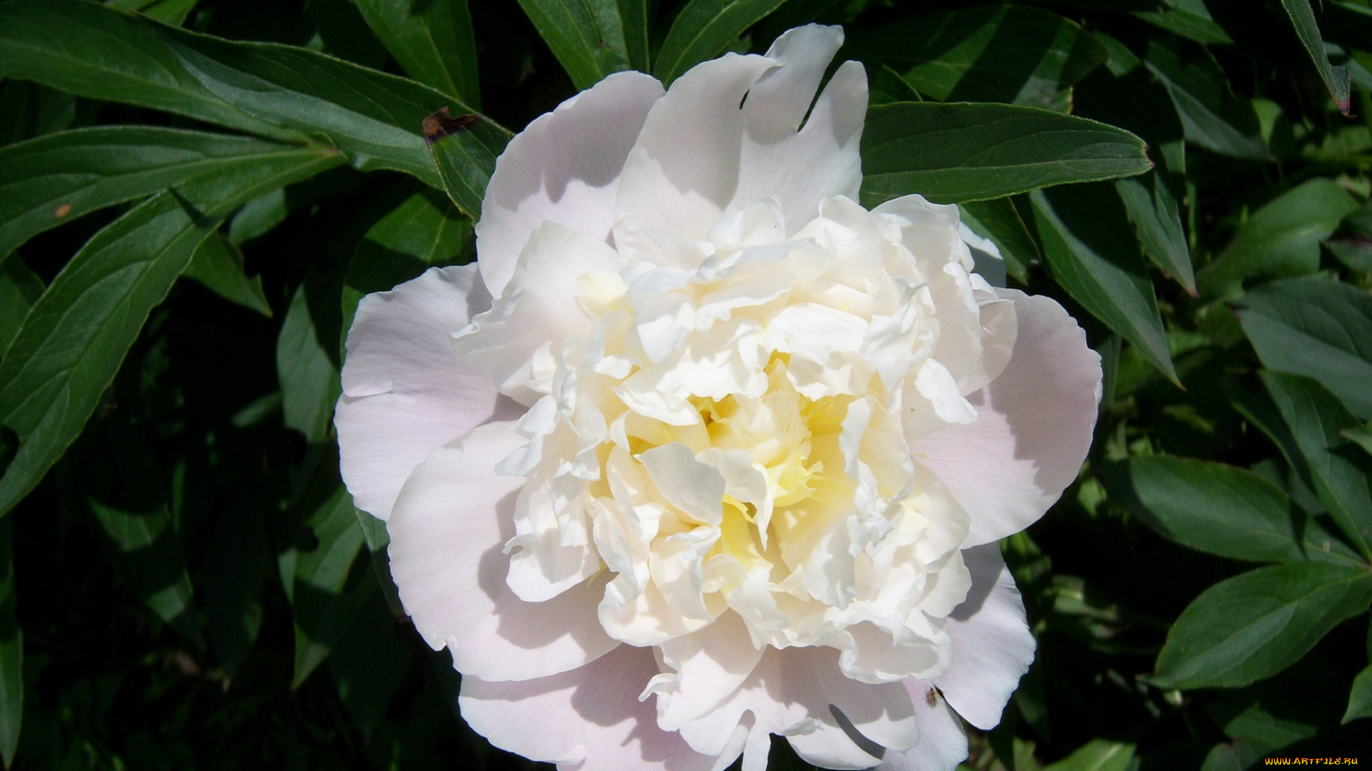 цветы, пионы, белая