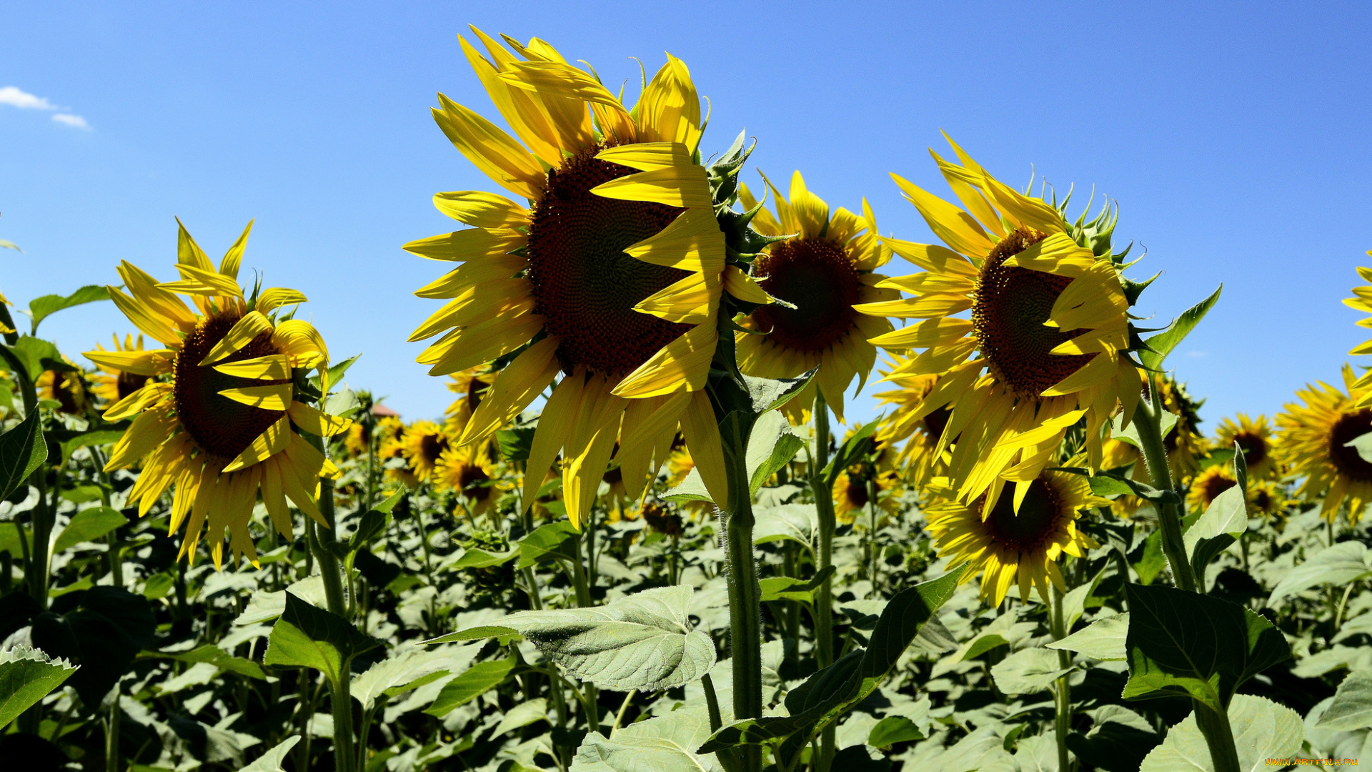 цветы, подсолнухи
