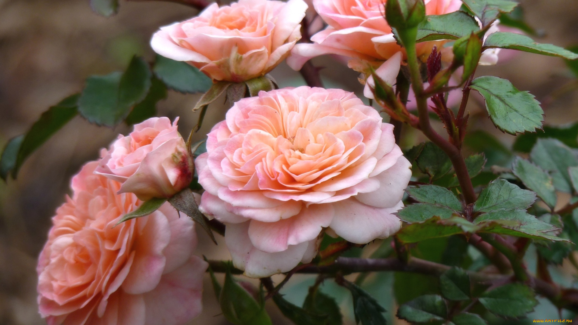 цветы, розы, куст