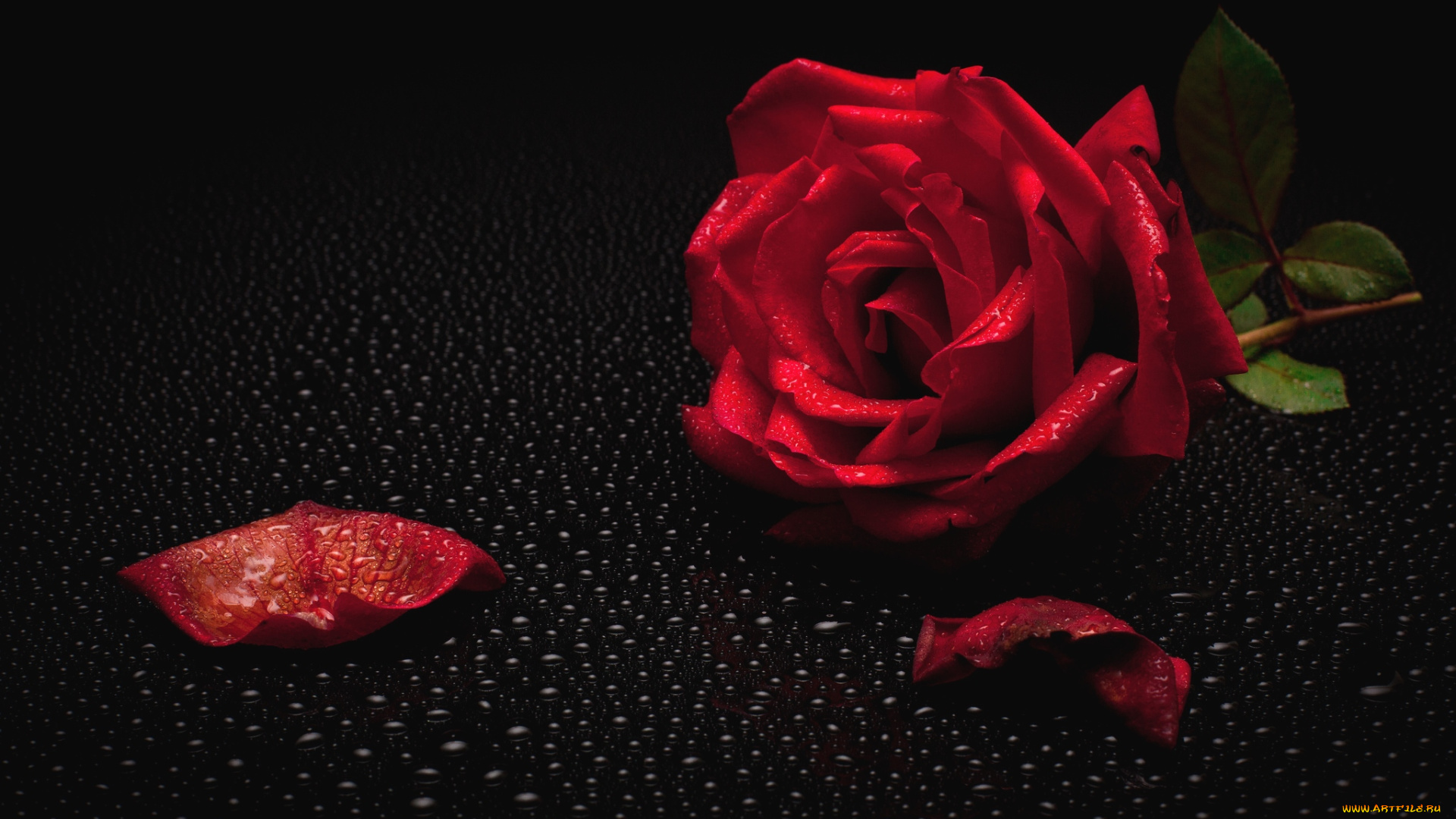 цветы, розы, лепестки, капли