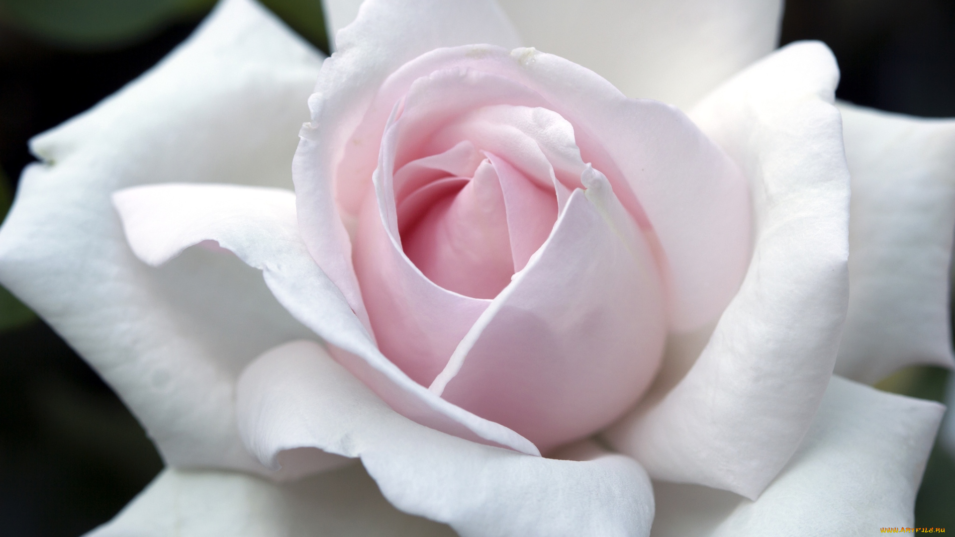 цветы, розы, макро