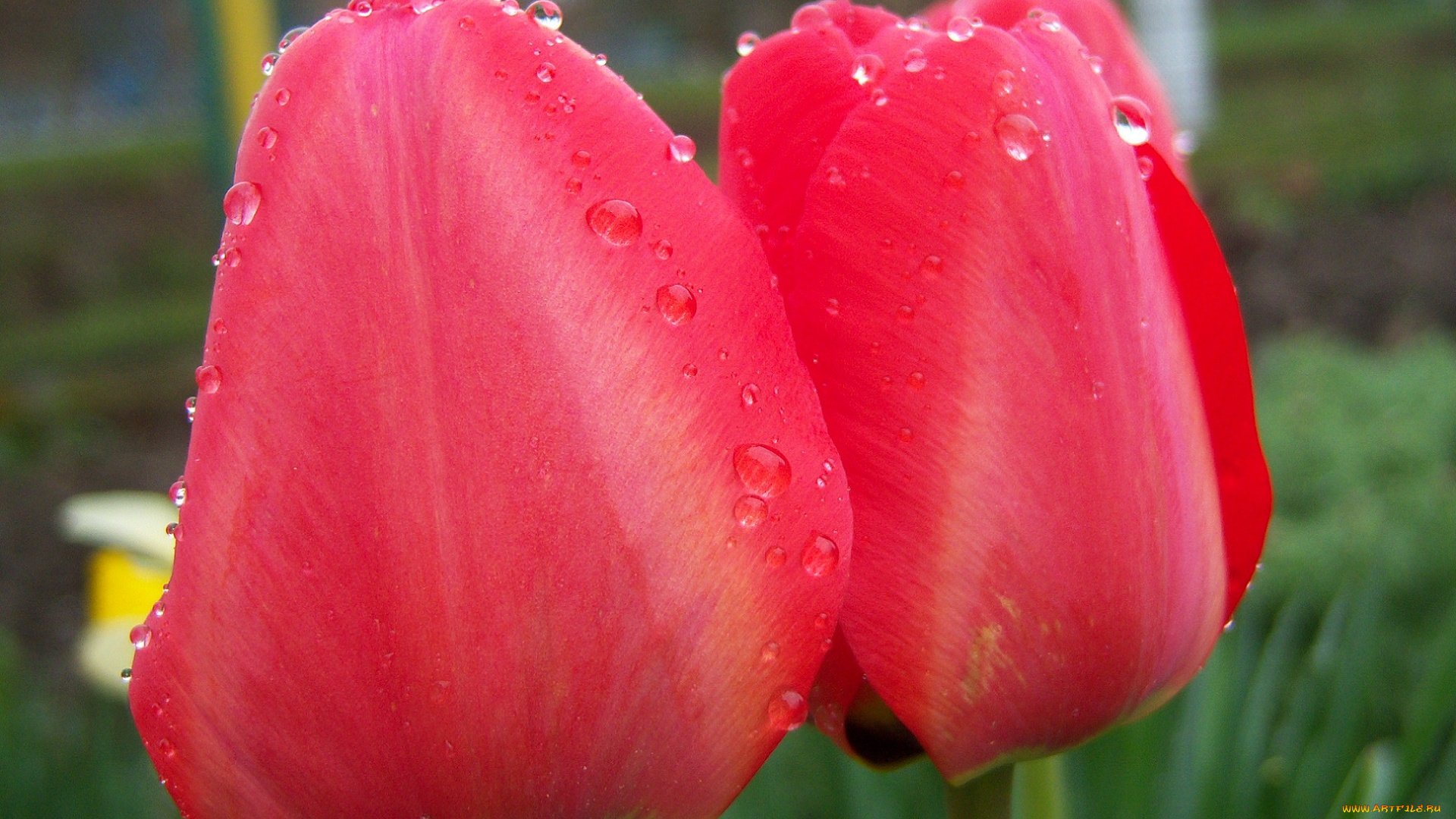 цветы, тюльпаны, росса