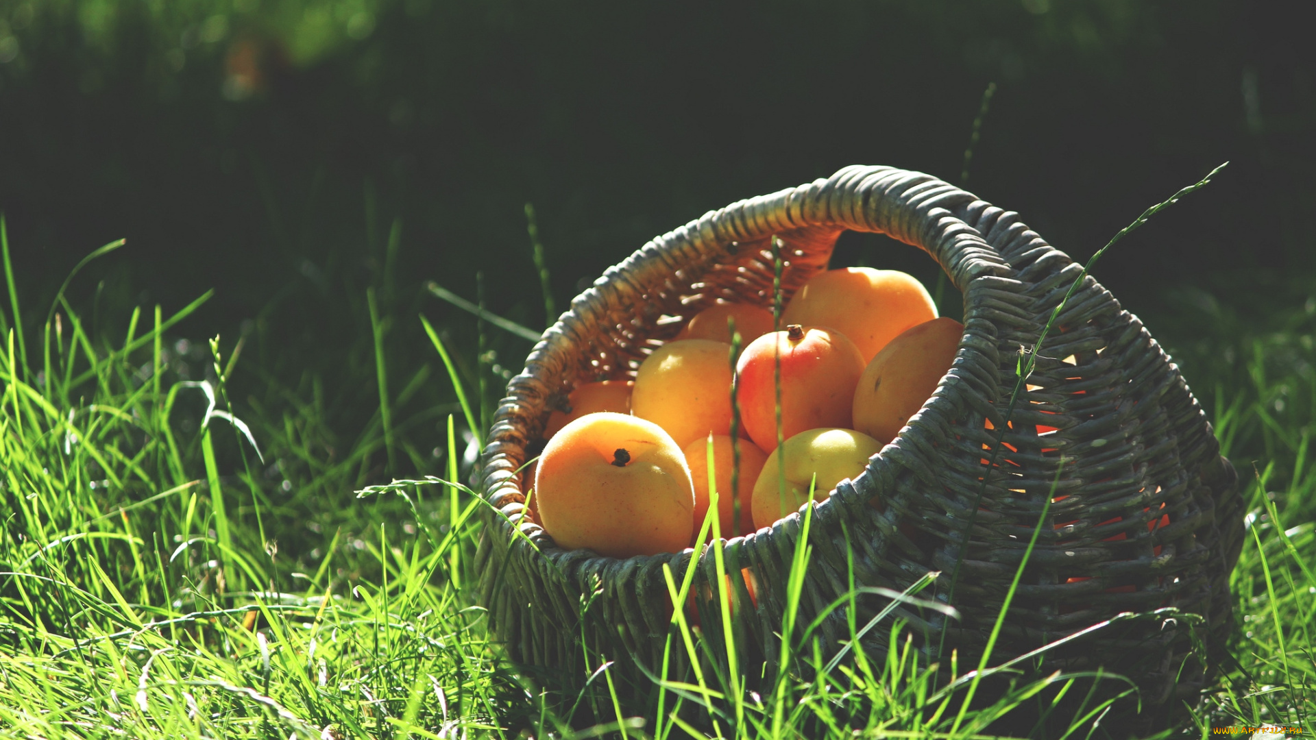 еда, персики, сливы, абрикосы, кошелка, лето