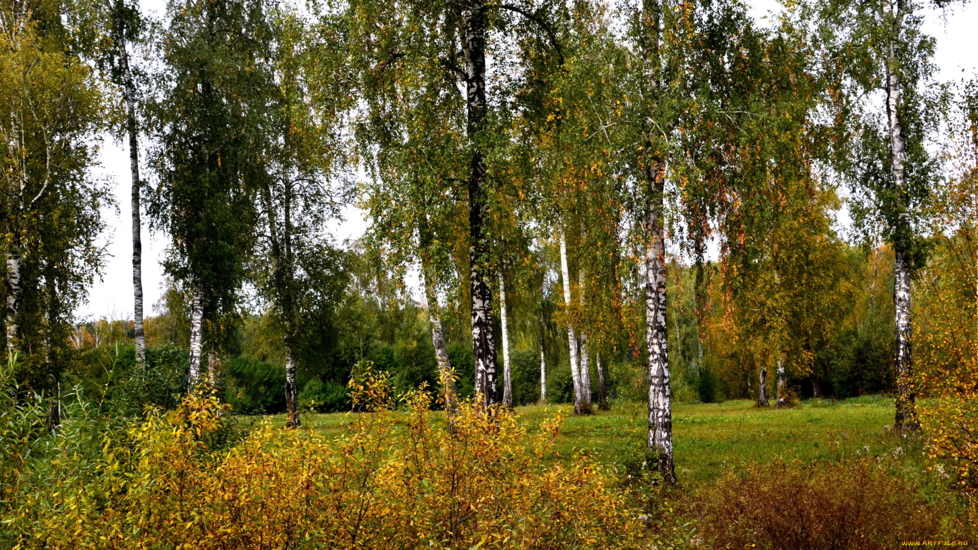 природа, деревья, березы