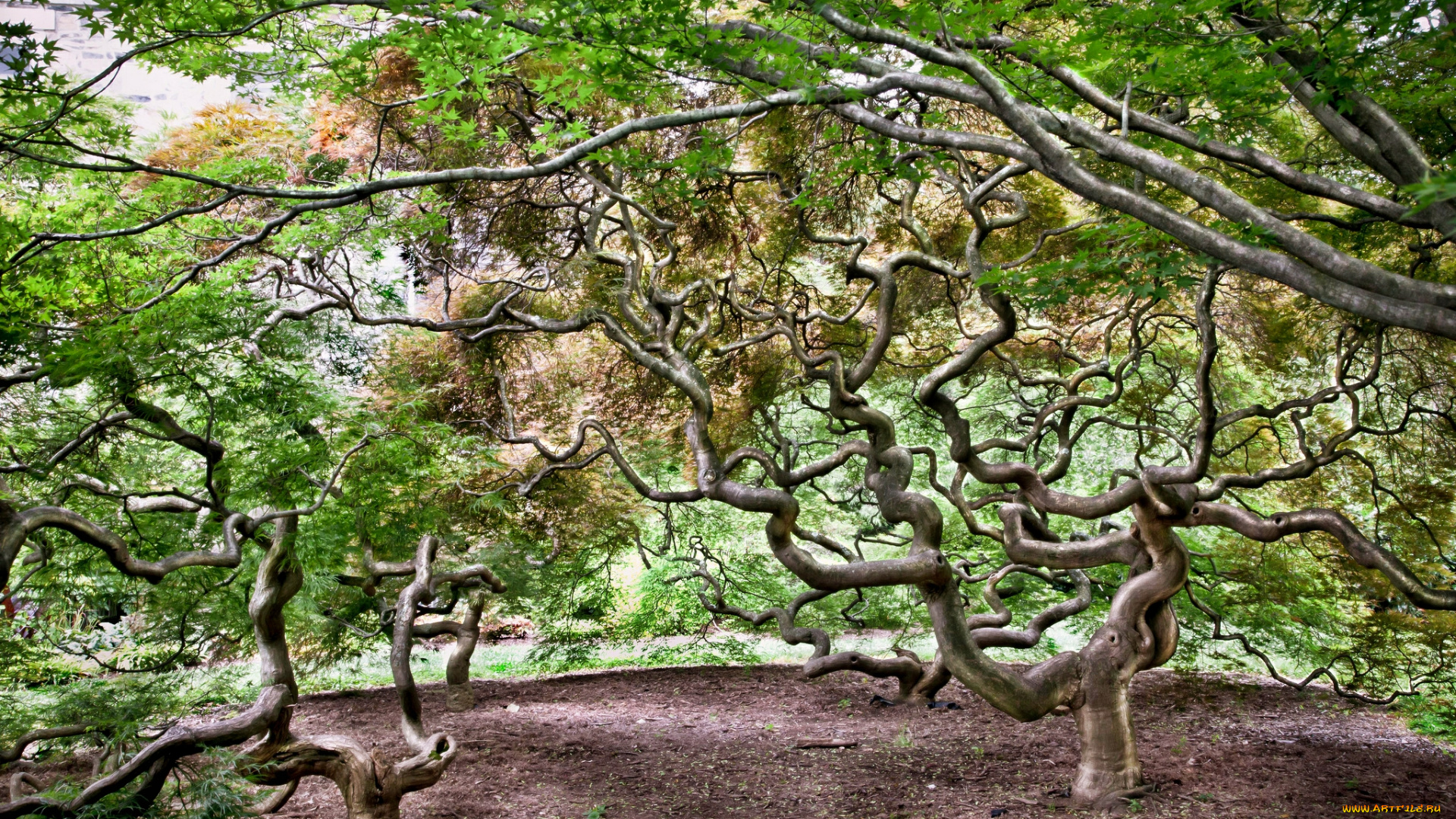 природа, деревья, кроны, ветки