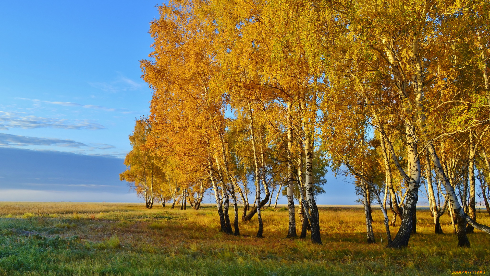 природа, деревья, осень, поля