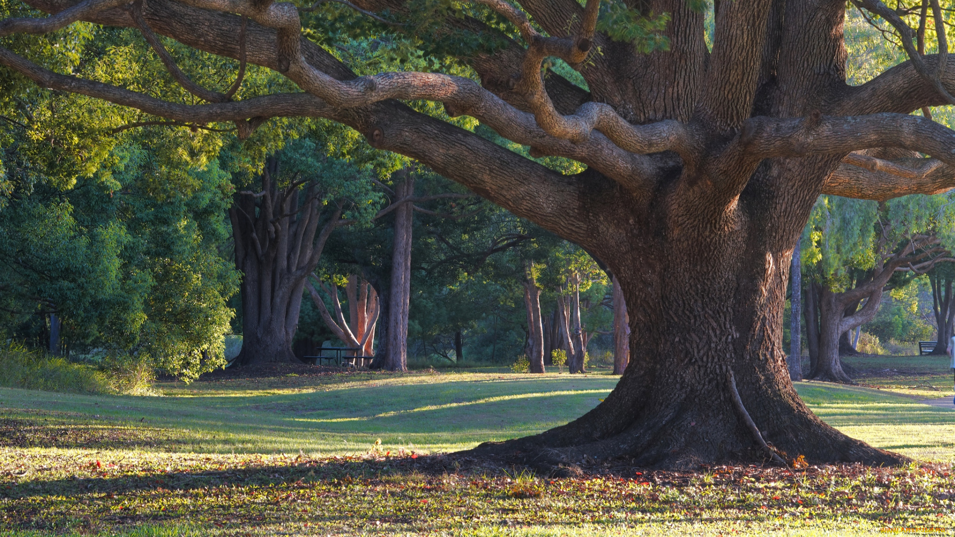 природа, деревья, ствол, мощь