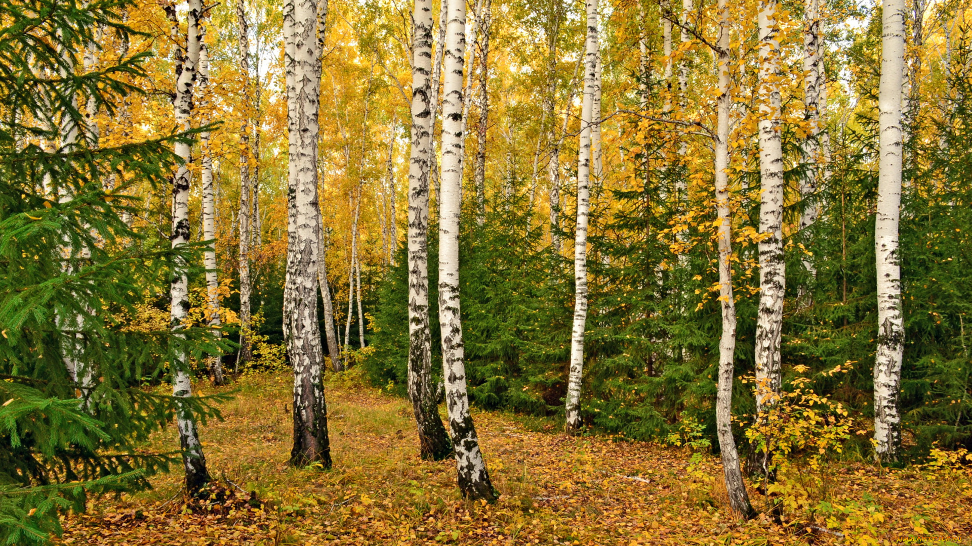 природа, лес, омск, березы, поляна