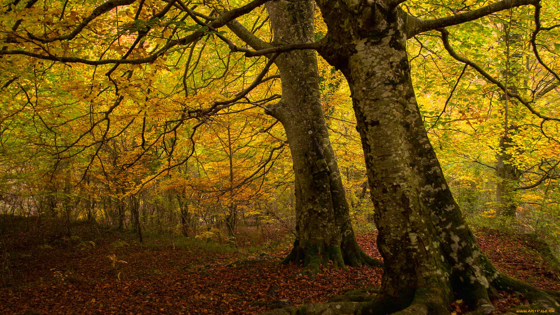 природа, лес, осень, листва, желтые, кроны