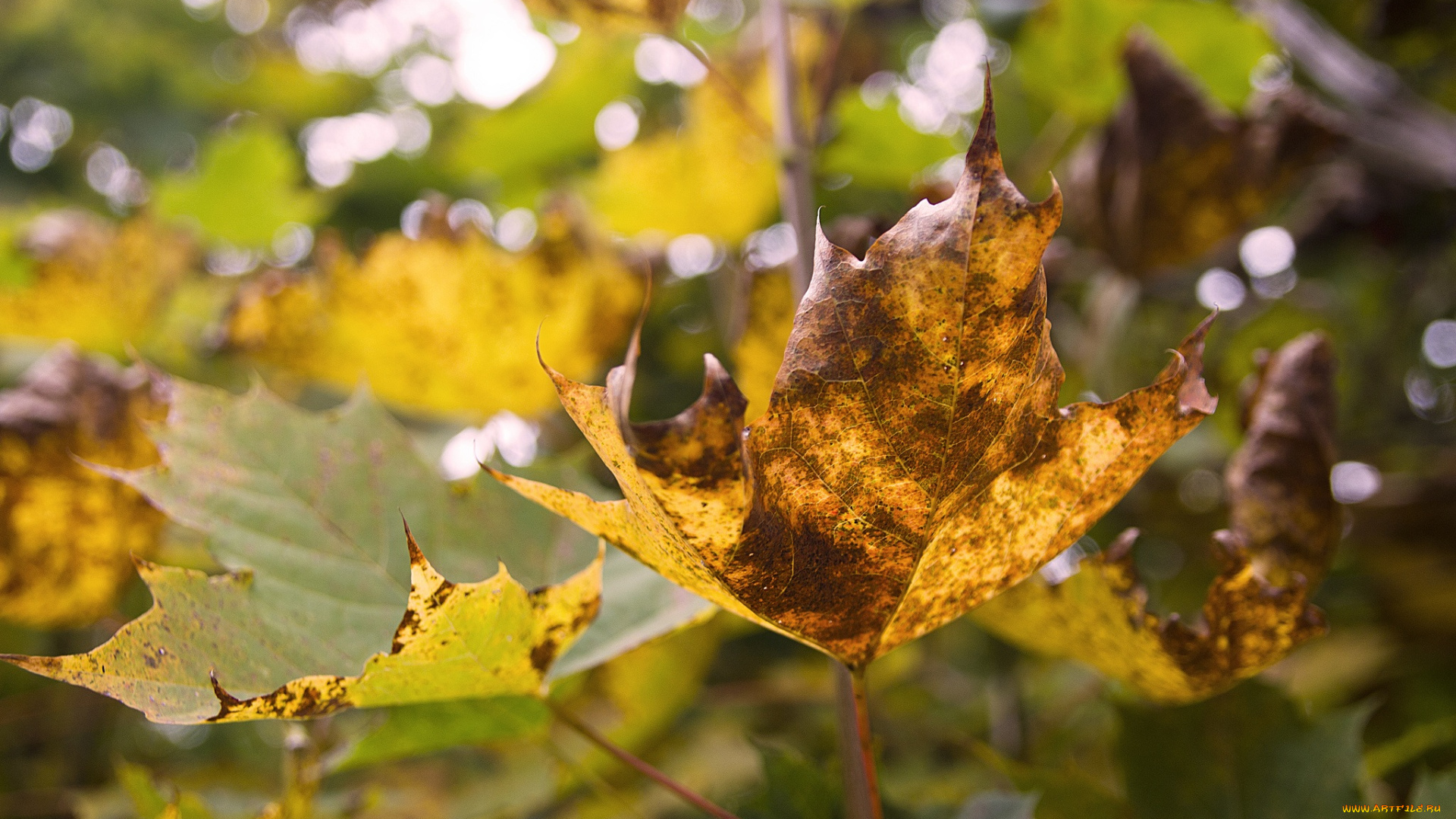 природа, листья, осень, желтый, лист