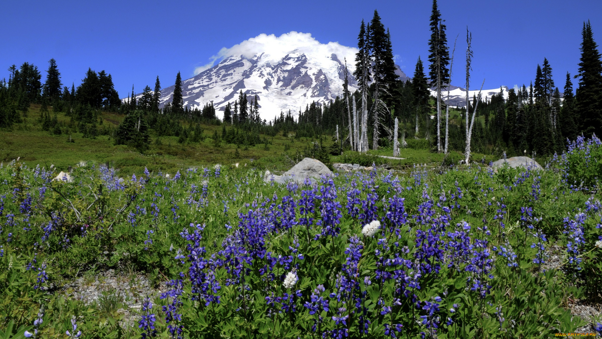 природа, луга, горы, вершина, снега, облака, луг, трава, цветы