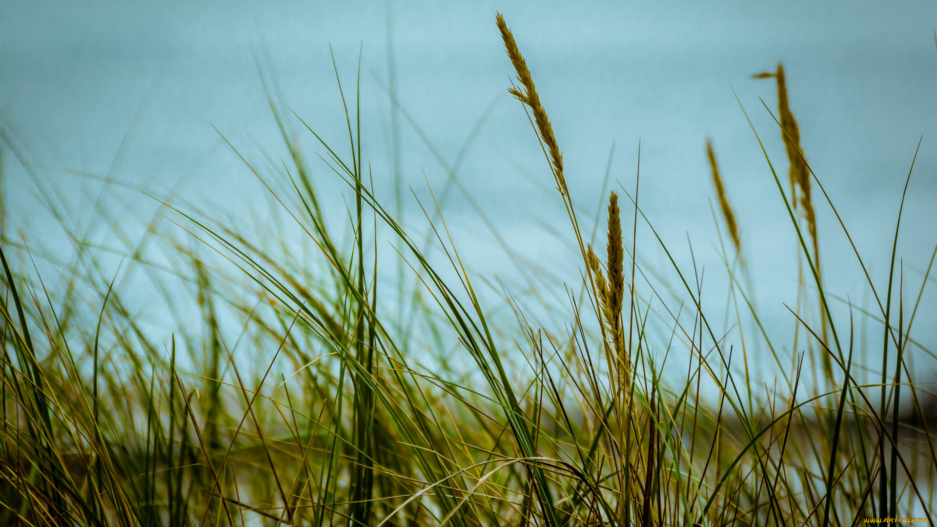 природа, макро, небо, трава