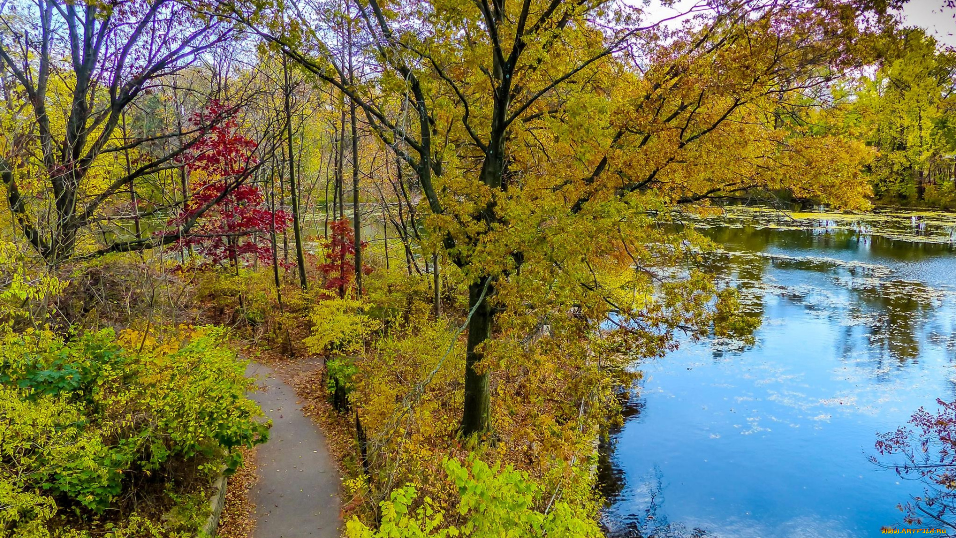 природа, парк, пруд, дорожка, осень, листва
