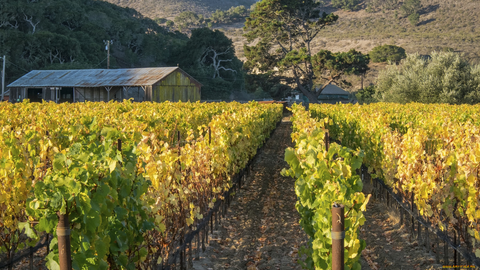 природа, поля, горы, виноградник, деревья, сарай