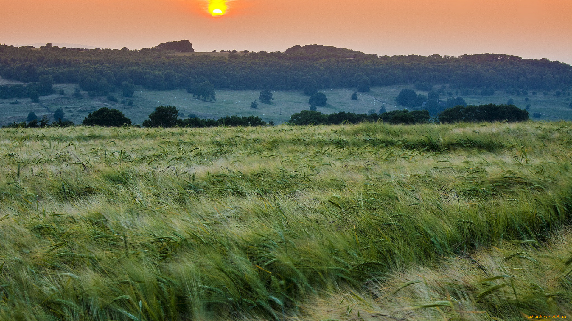 природа, поля, мутное, солнце, тучи, лес, посевы, поле