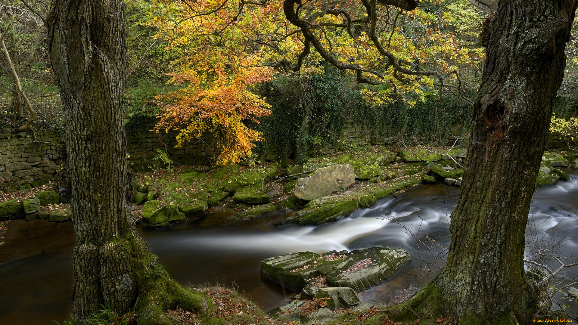 природа, реки, озера, осень, лес, река, камни, стволы